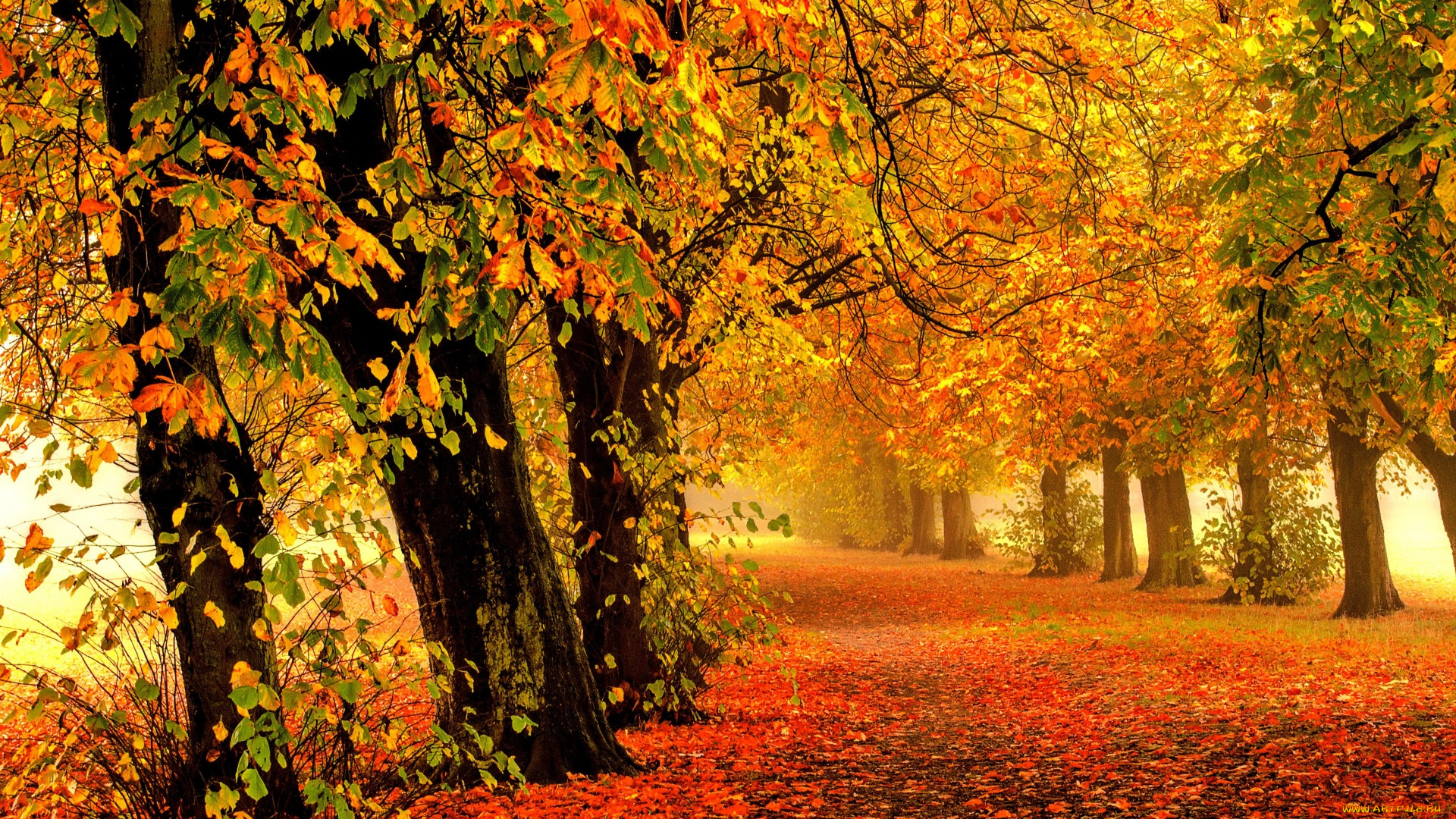 природа, дороги, осень, листья, walk, colors, fall, autumn, leaves, trees, park, forest, nature, path, road, colorful, парк, лес, дорога, деревья