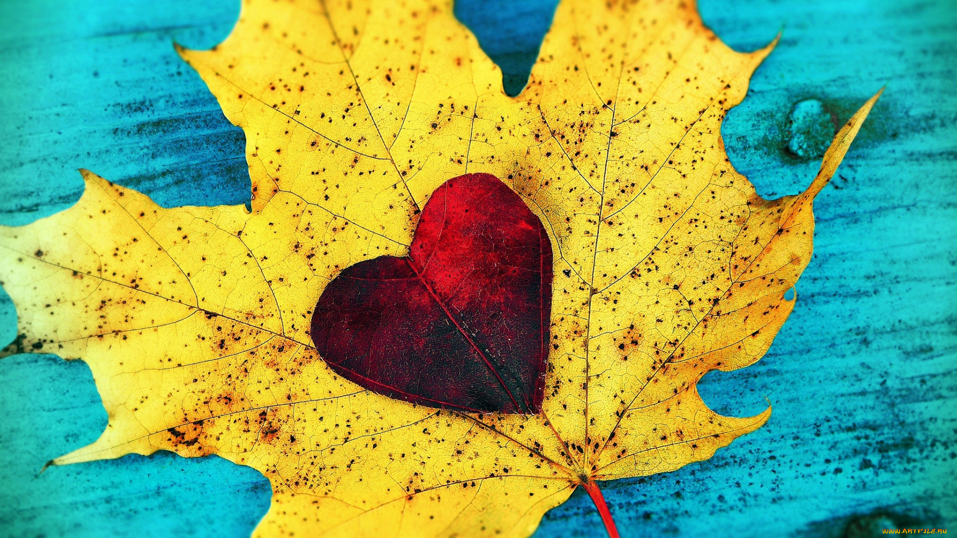 природа, листья, любовь, autumn, love, сердце, heart, fall, leaves, leaf, листопад