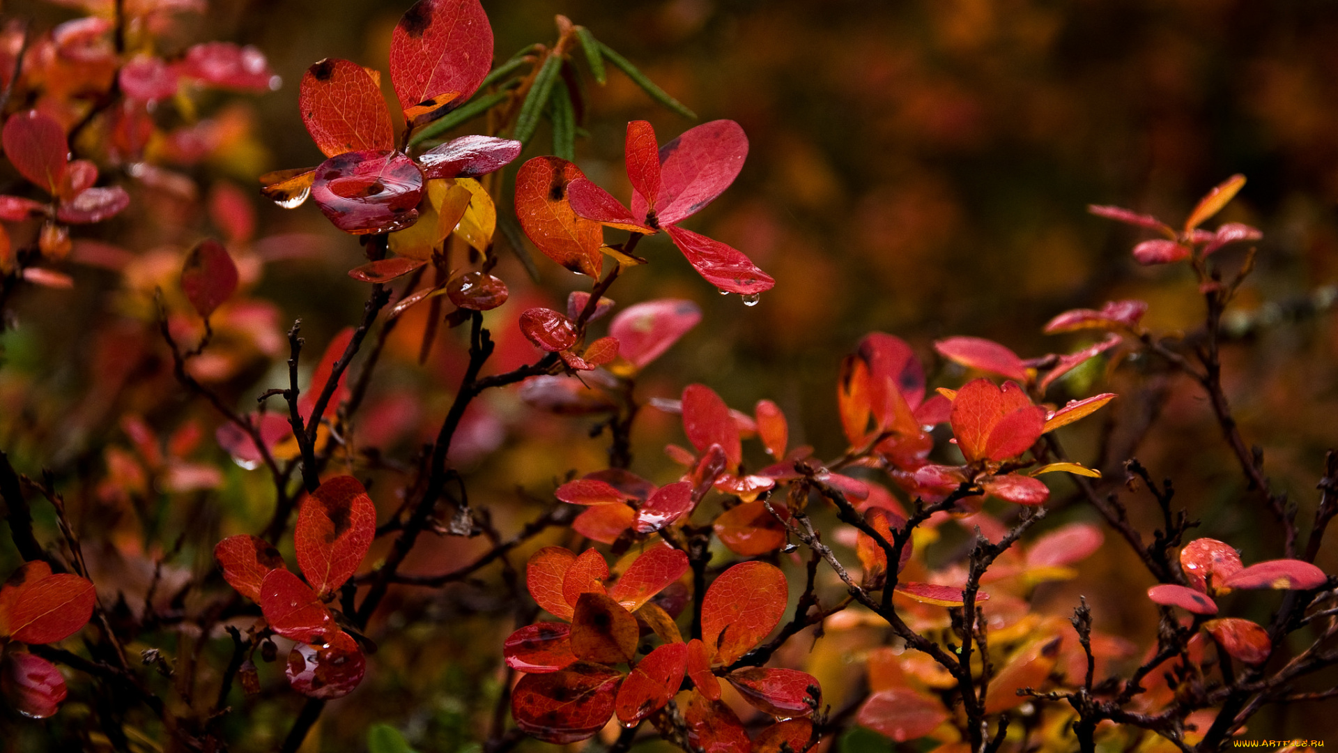 природа, листья, осень, красные, ветки, сырость, капли, вода