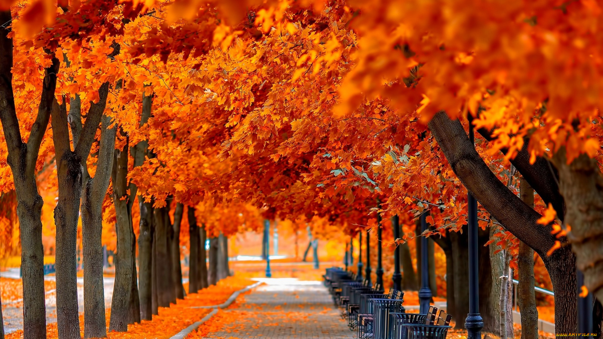 природа, парк, leaves, trees, park, grass, road, colors, autumn, walk, hdr, nature, bench, листья, деревья, осень, прогулка, скамейка, трава