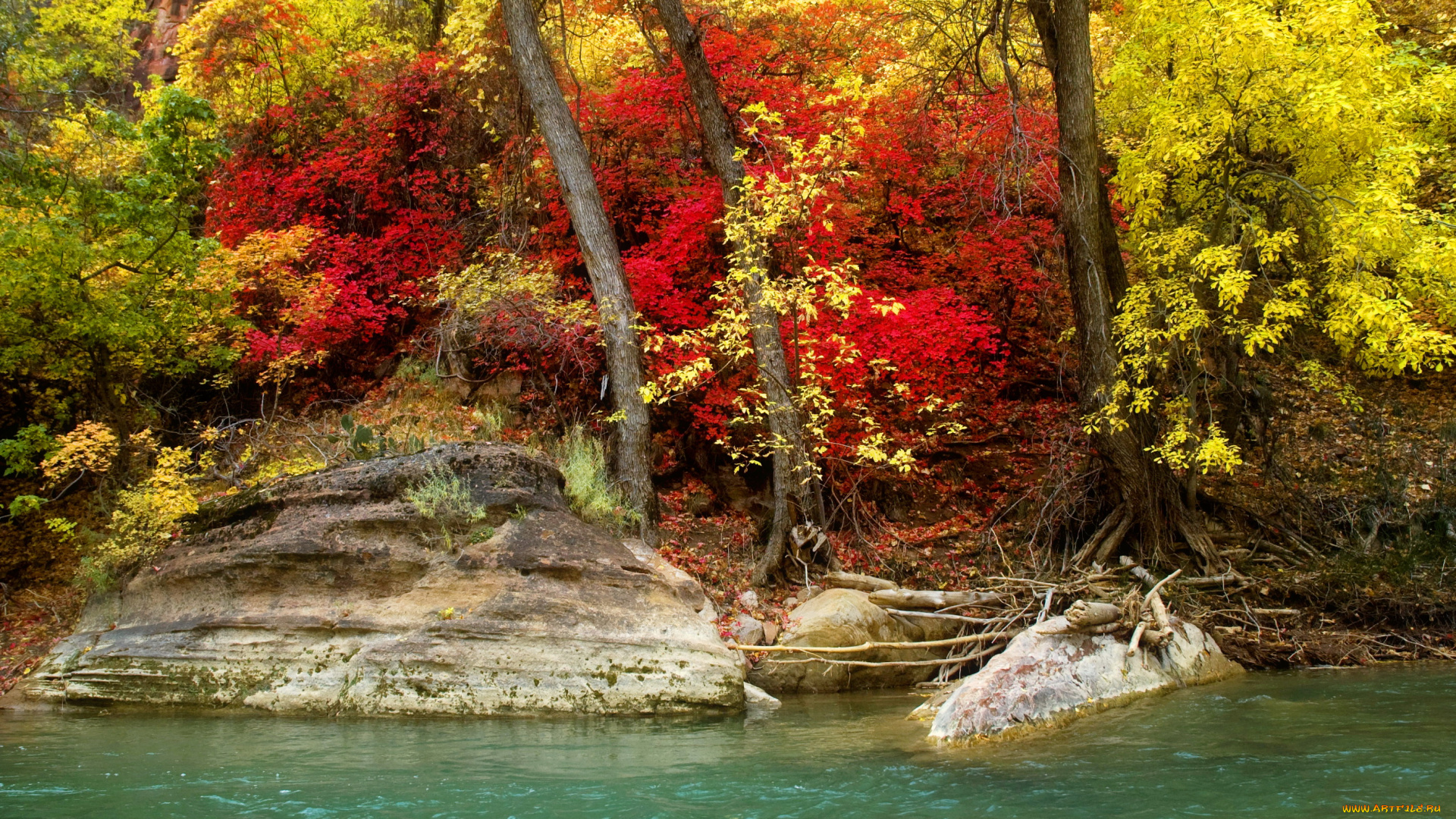 природа, парк, река, осень, деревья, кусты