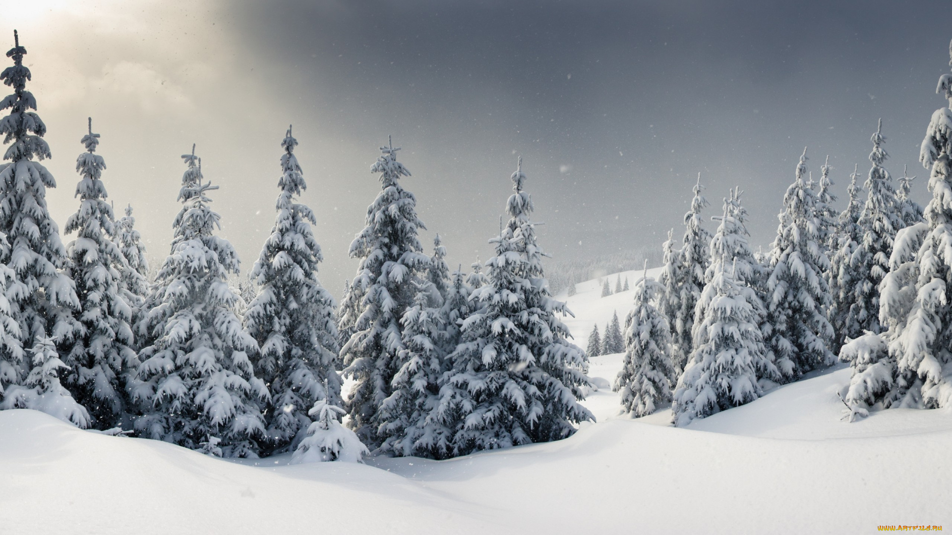 природа, зима, елки, снег, snow, landscape, winter
