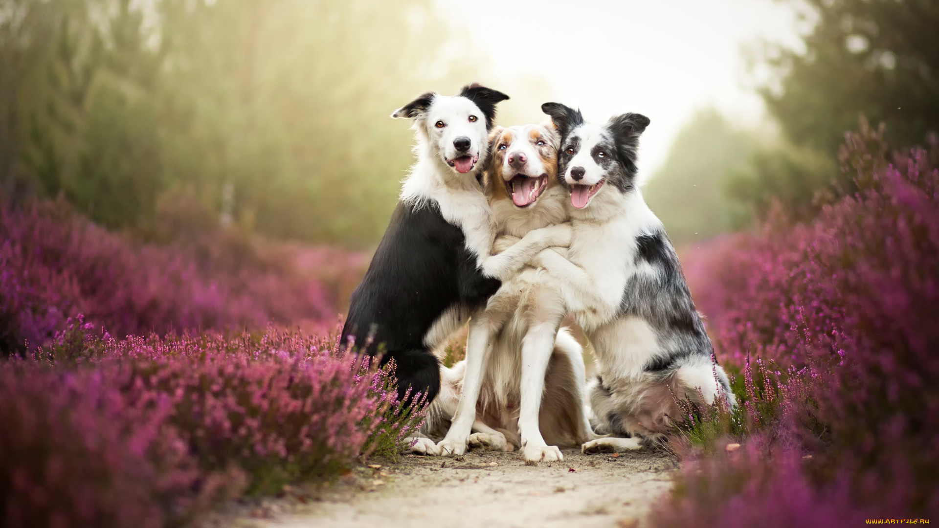 животные, собаки, друзья, border, collies