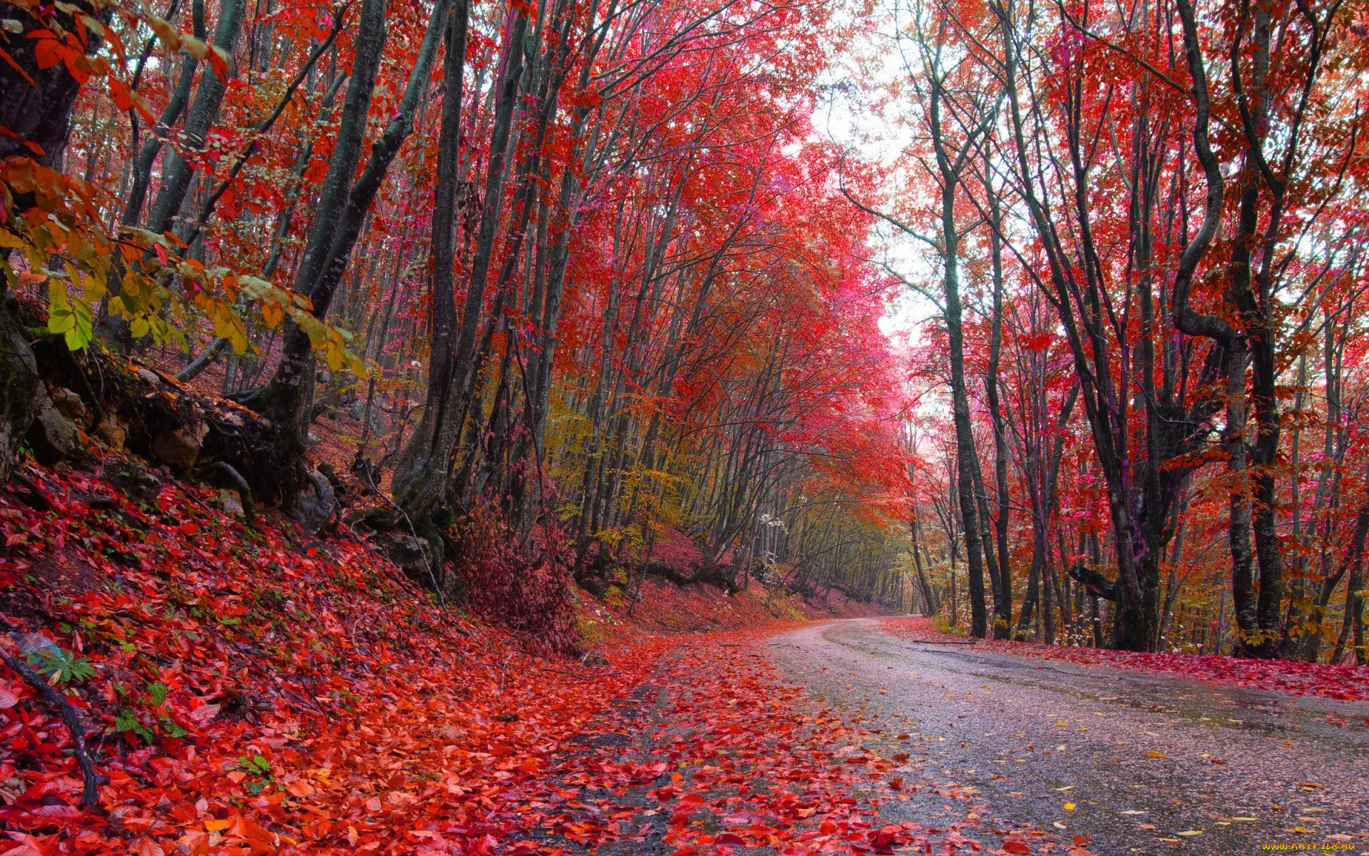природа, дороги, autumn, роща, краски, красные, листья, осень, дорога