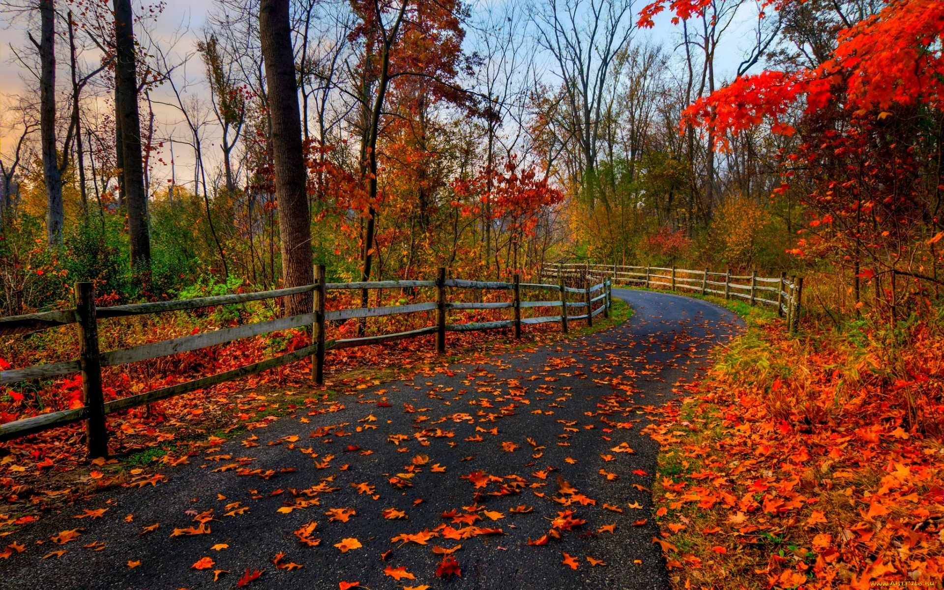 природа, дороги, парк, лес, дорога, деревья, осень, листья