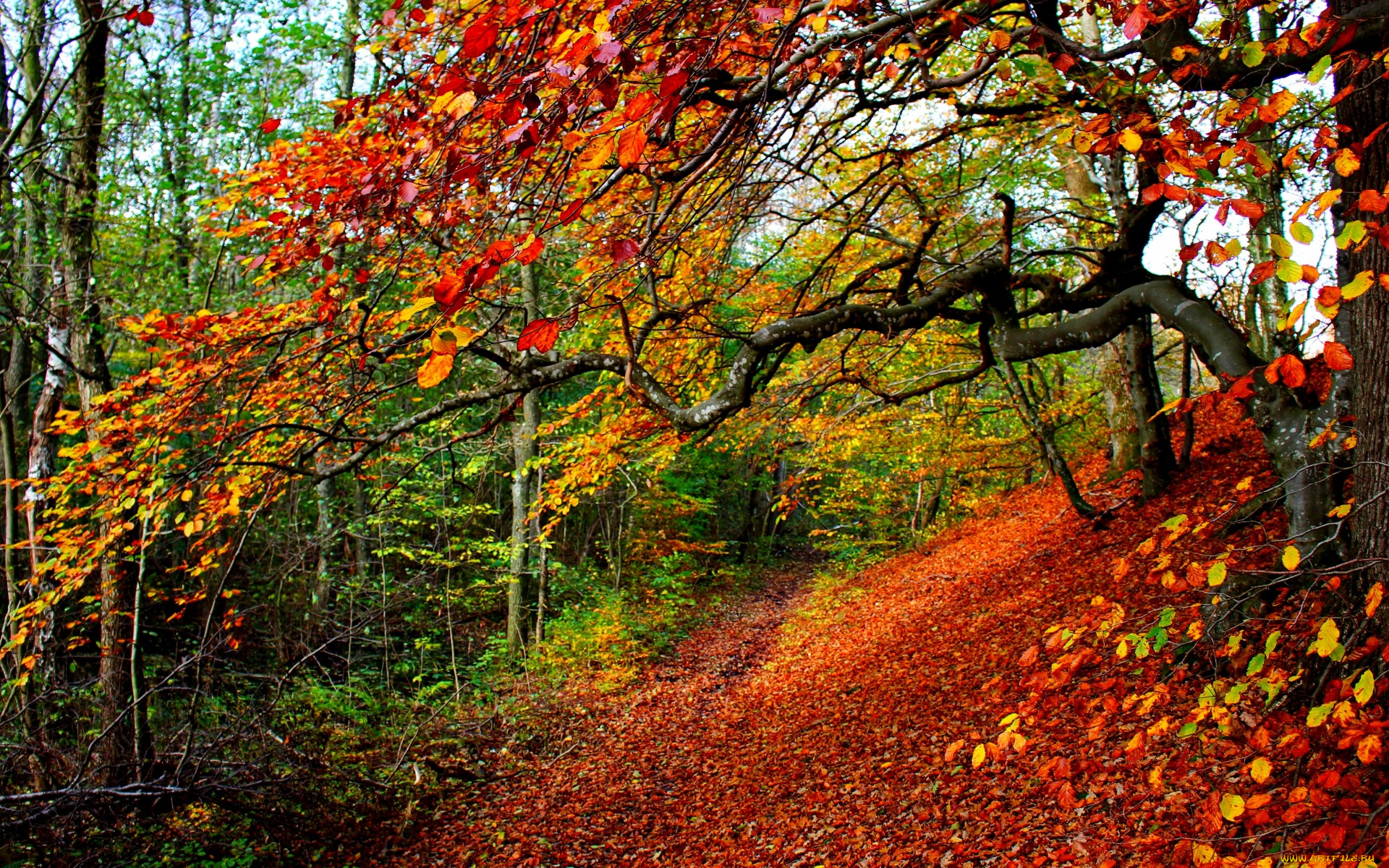 природа, лес, nature, path, walk, colors, парк, autumn, fall, road, forest, park, trees, leaves, colorful, деревья, листья, осень, дорога