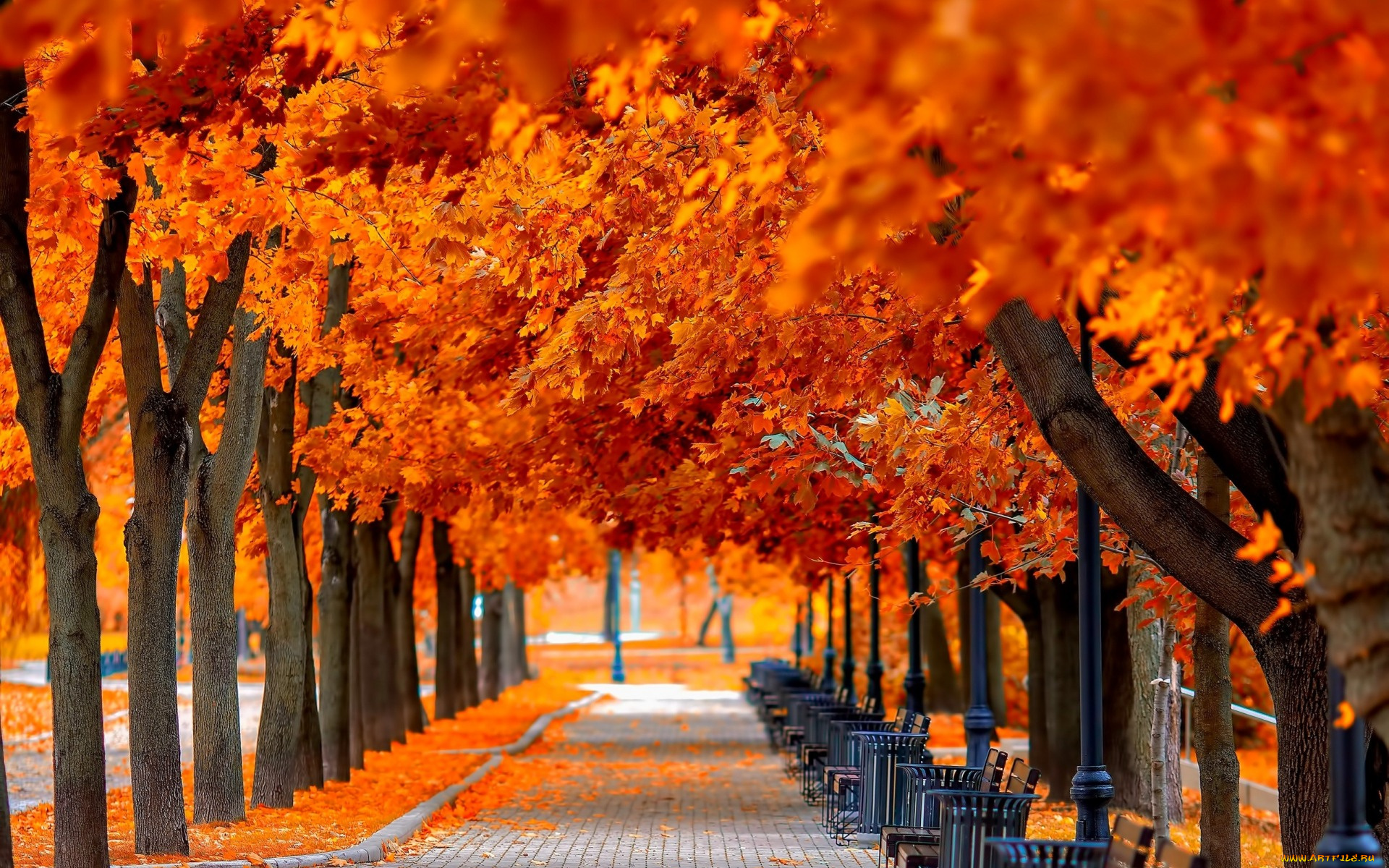 природа, парк, leaves, trees, park, grass, road, colors, autumn, walk, hdr, nature, bench, листья, деревья, осень, прогулка, скамейка, трава