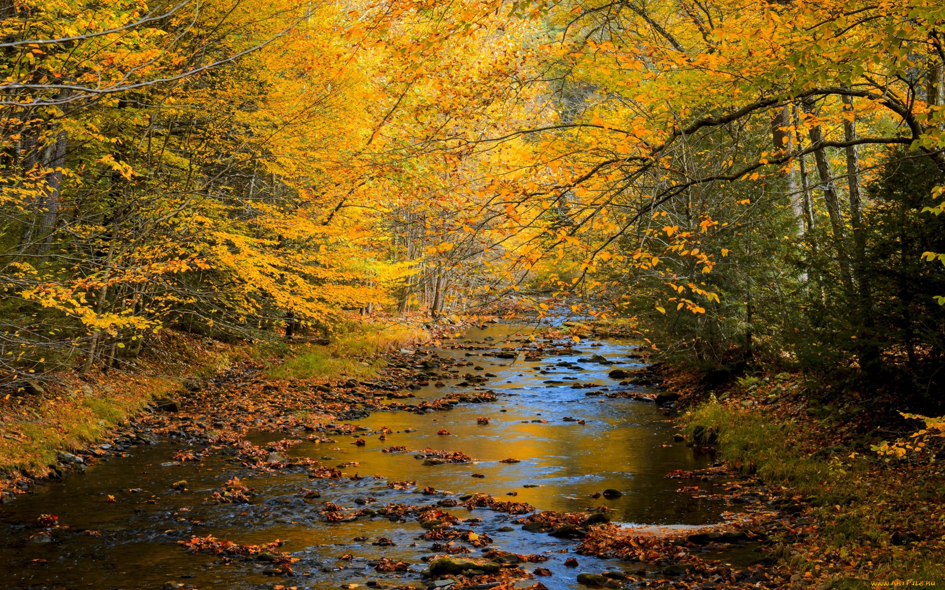 природа, реки, озера, пейзаж, лес, деревья, осен, nature, river, landscape, forest, trees, autumn, scenery, view