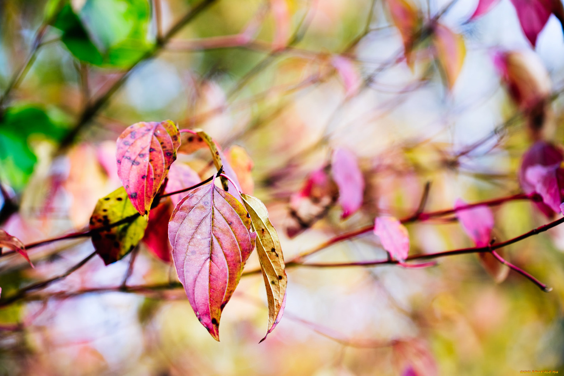 природа, листья, осень, дерево, желтые, ветки, красные, боке, макро