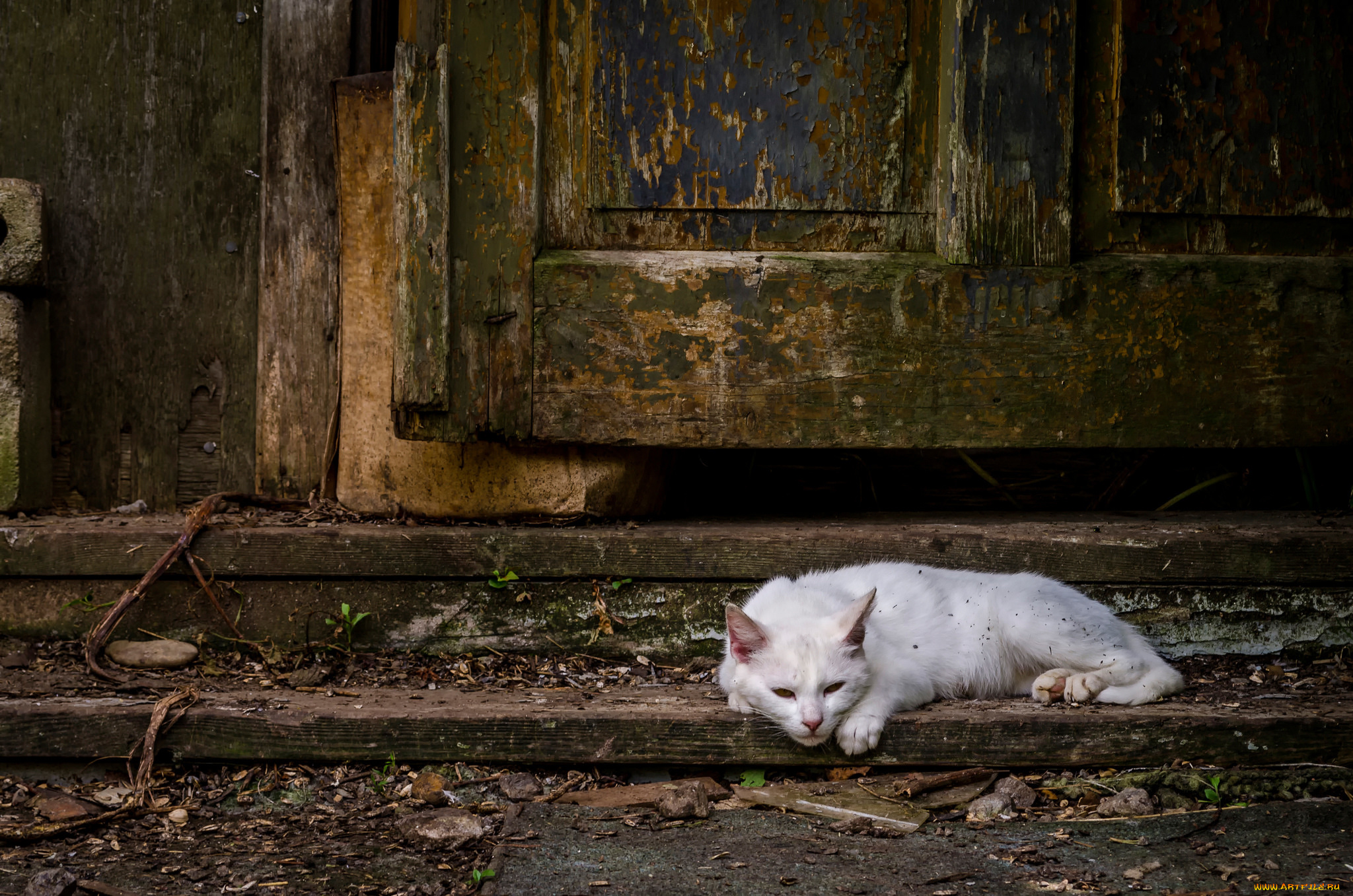 животные, коты, белый, кот, дверь