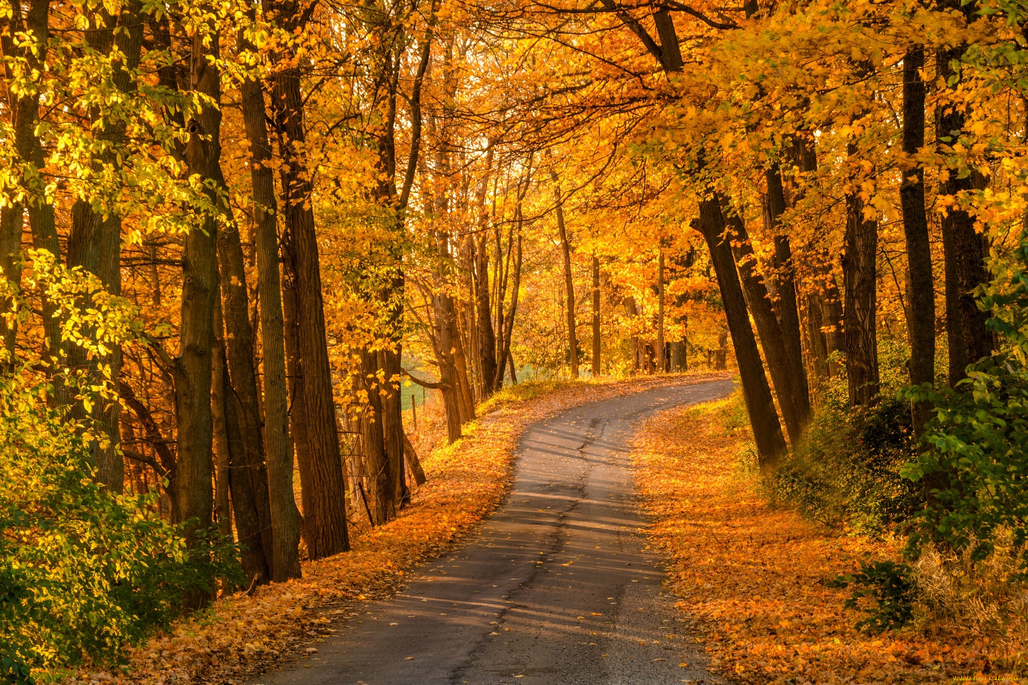 природа, дороги, colorful, leaves, trees, парк, лес, дорога, деревья, осень, листья, walk, autumn, park, colors, fall, path, road, forest