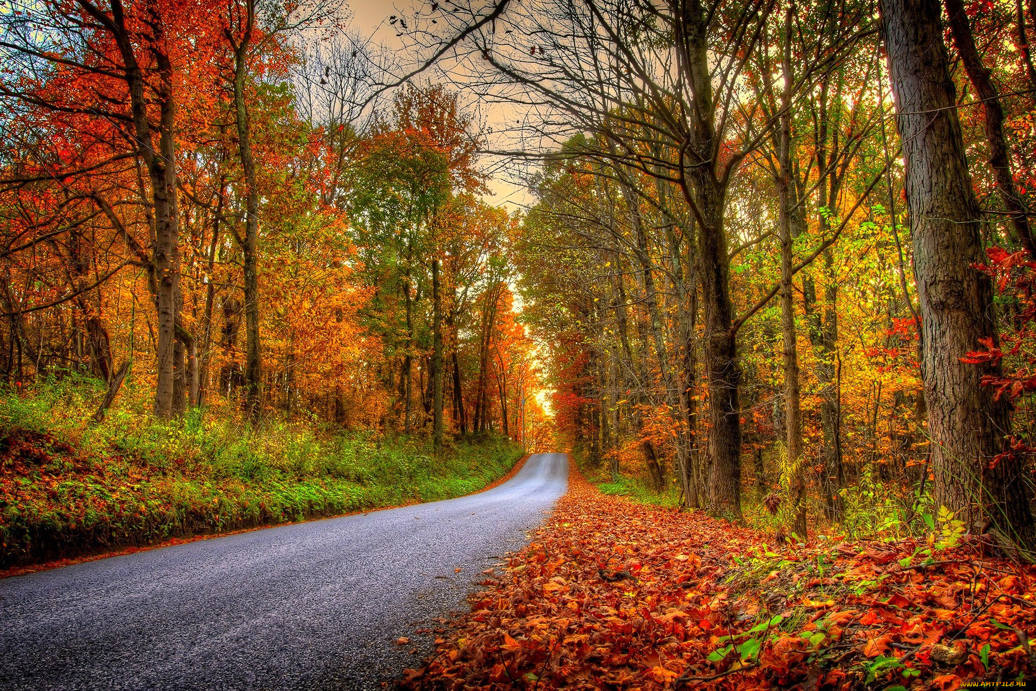 природа, дороги, nature, forest, park, trees, leaves, colorful, road, path, autumn, fall, colors, walk, листья, осень, деревья, дорога, лес, парк