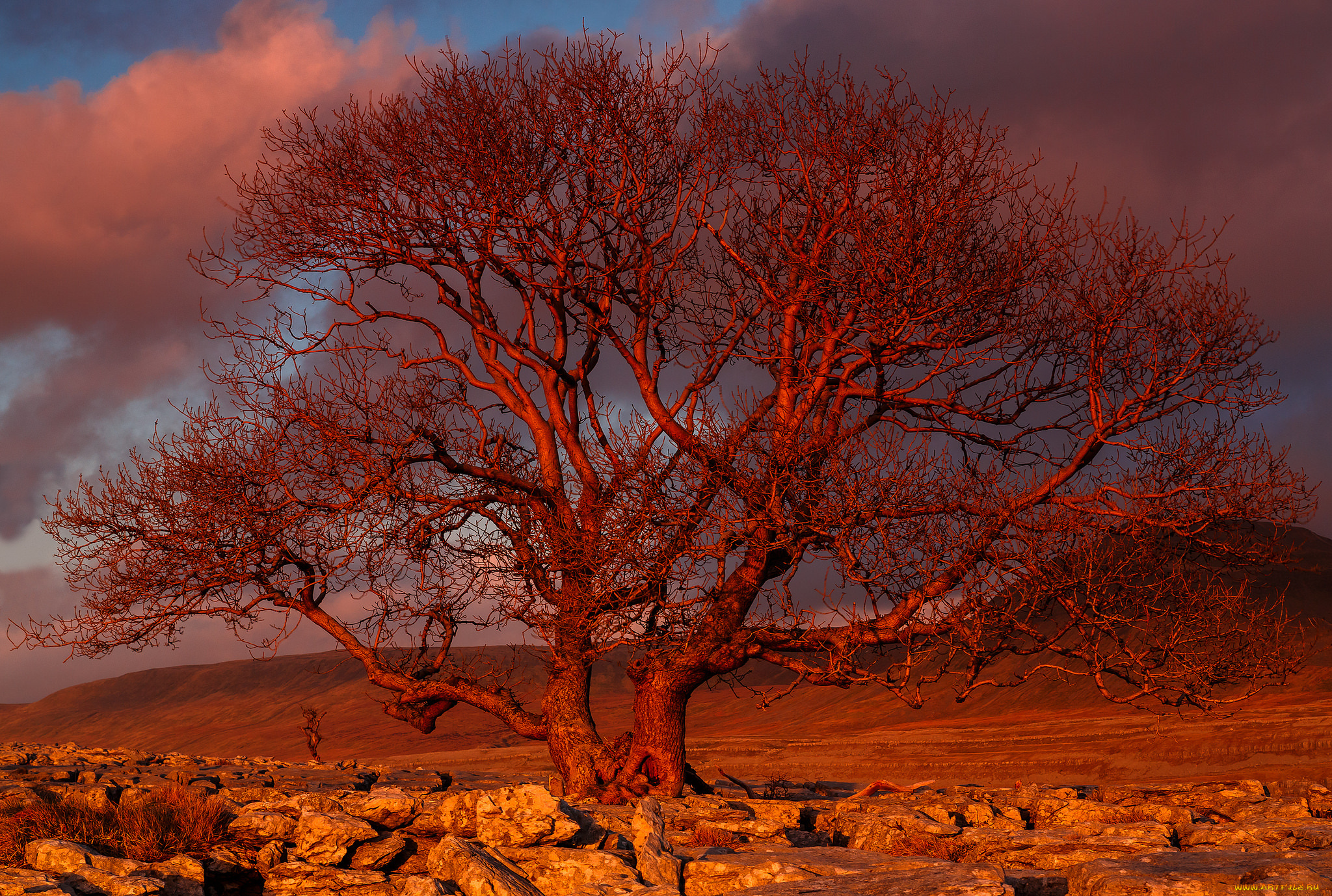 Червонное дерево заката