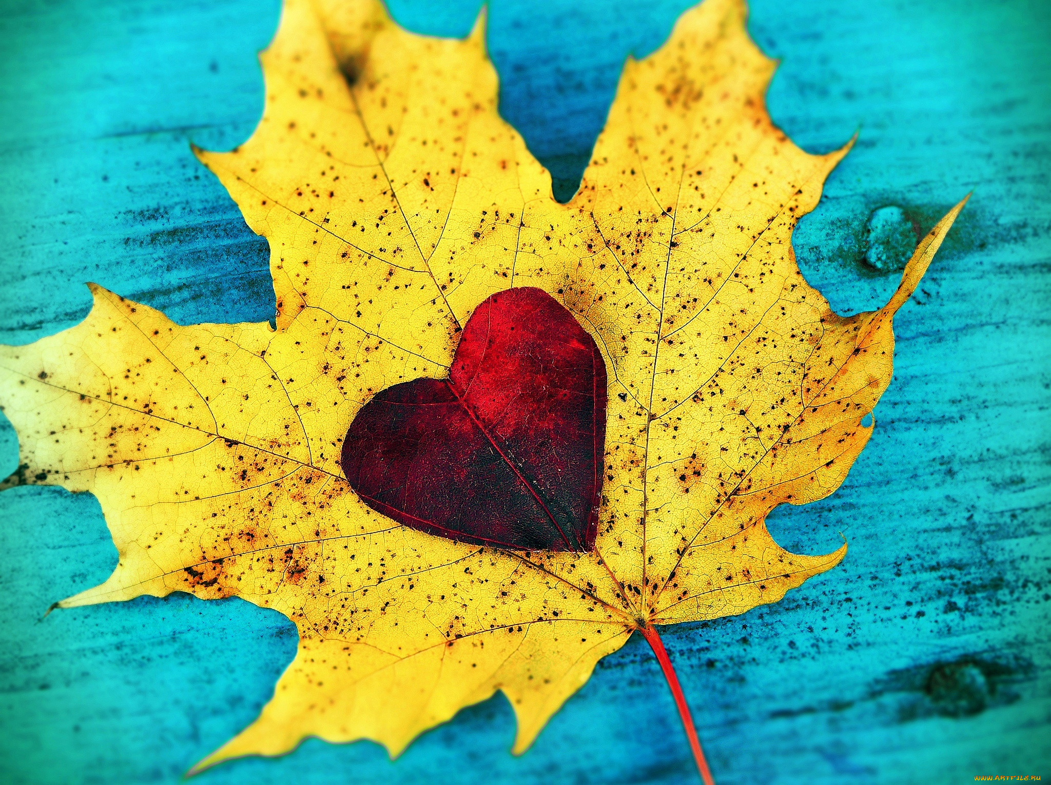 природа, листья, любовь, autumn, love, сердце, heart, fall, leaves, leaf, листопад