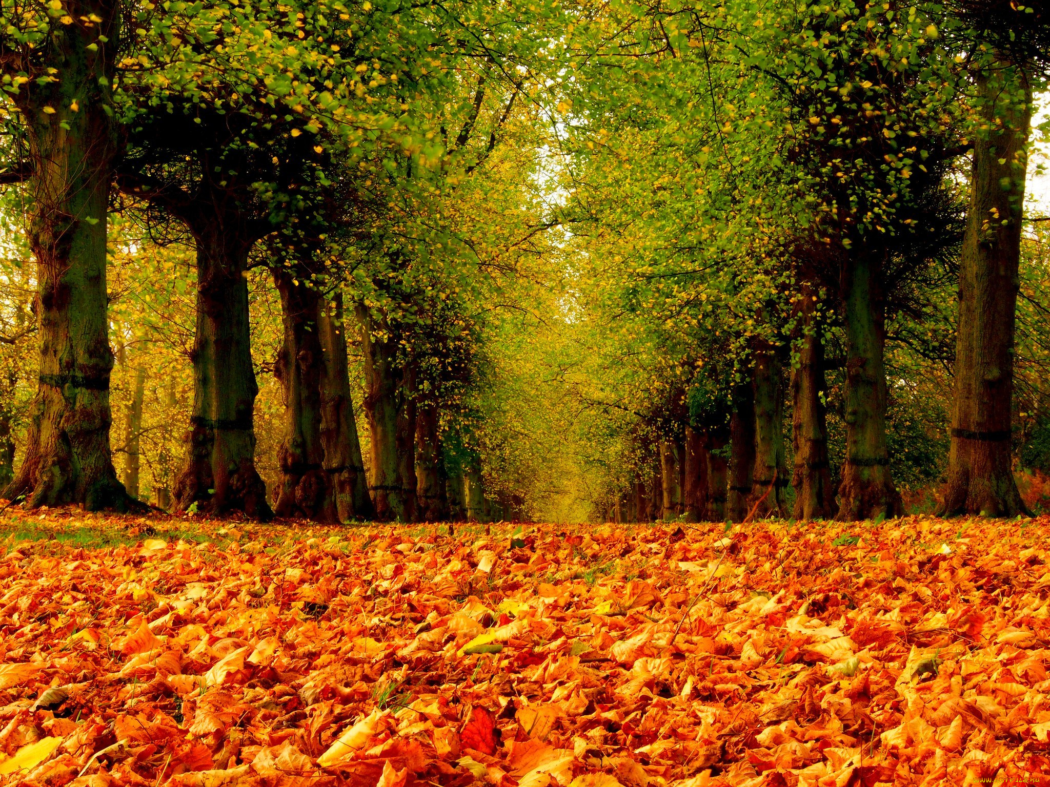 природа, дороги, дорога, деревья, листья, осень, road, colorful, walk, leaves, trees, park, forest, nature, colors, парк, лес, fall, path, autumn