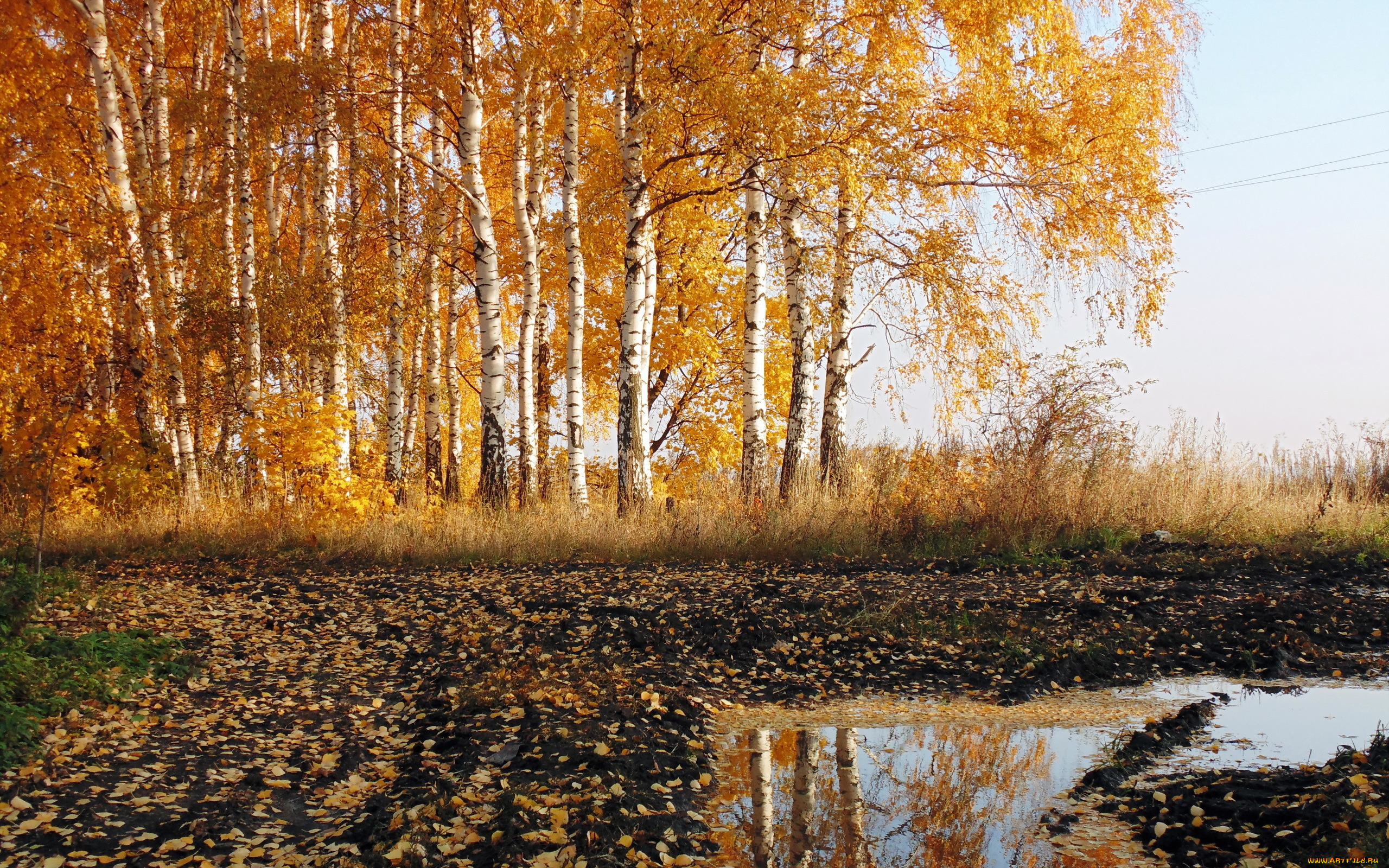 природа, пейзажи, берёзы, осень