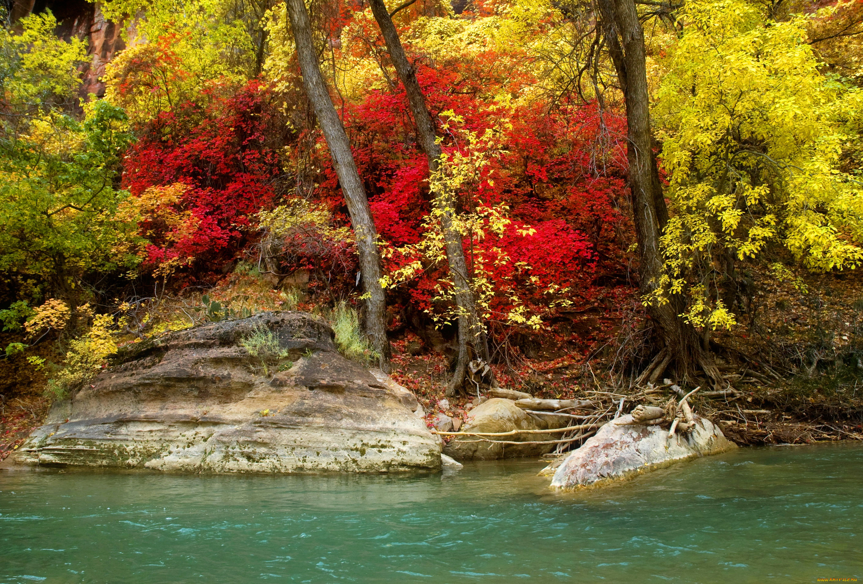 природа, парк, река, осень, деревья, кусты