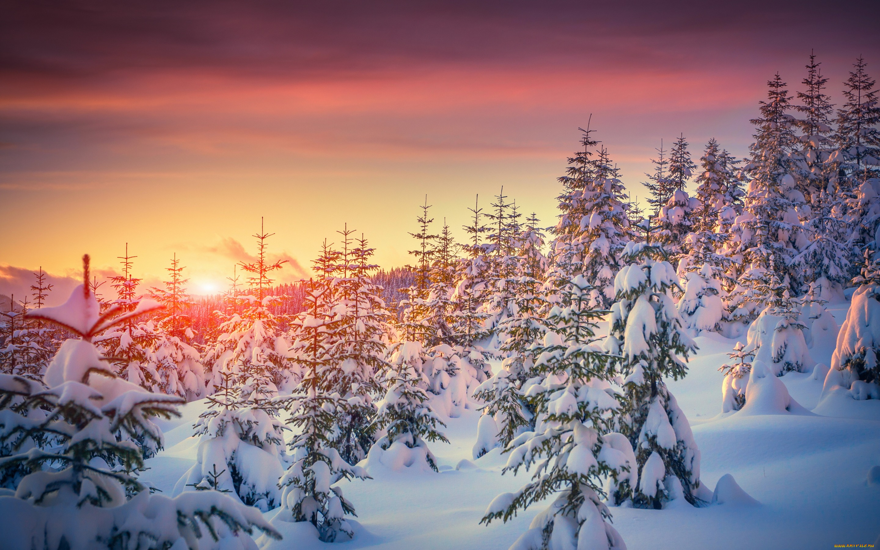 природа, зима, закат, елки, деревья, sunset, tree, snow, nature, winter, снег