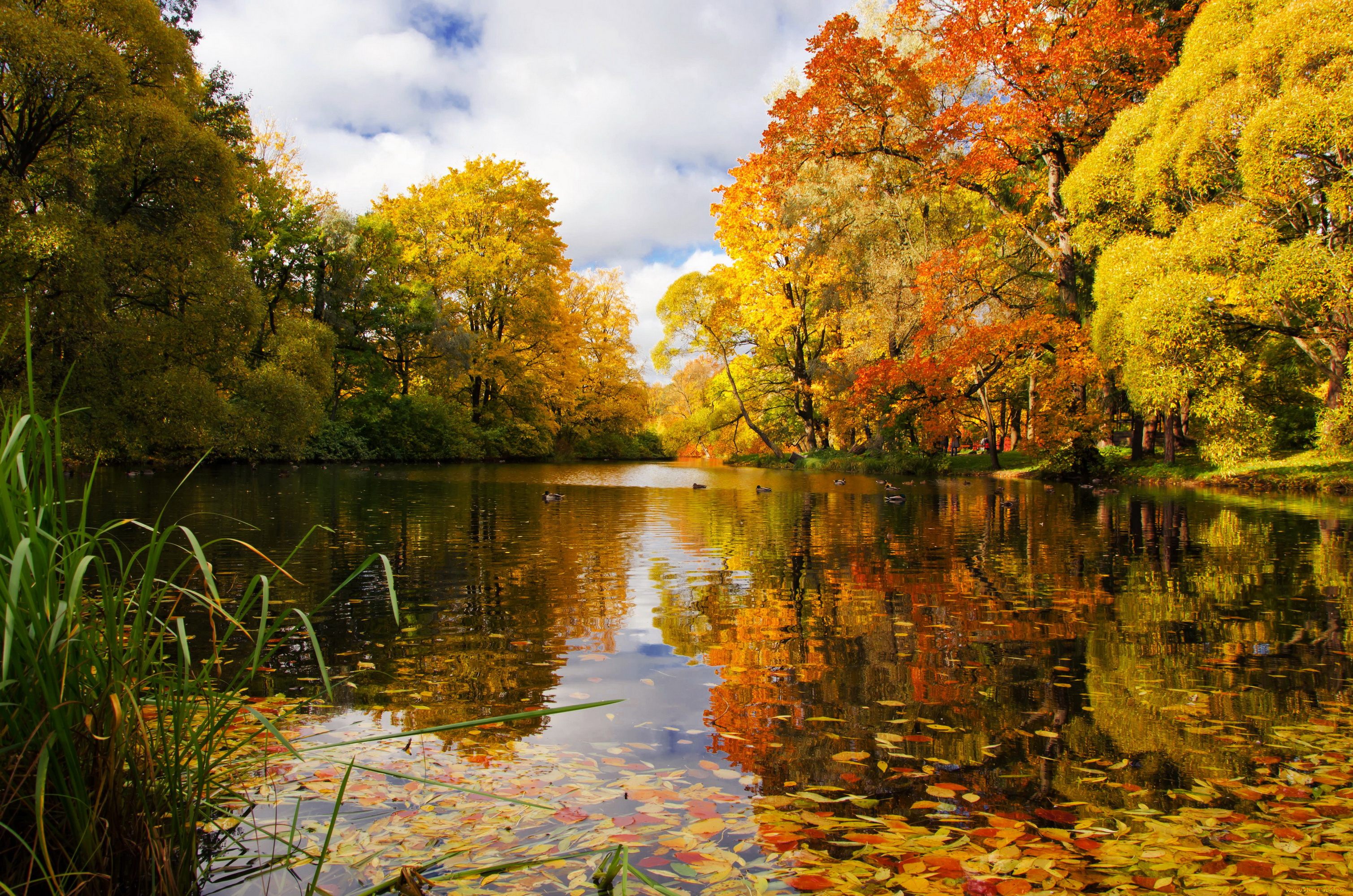 природа, парк, петербург, река, деревья, осень