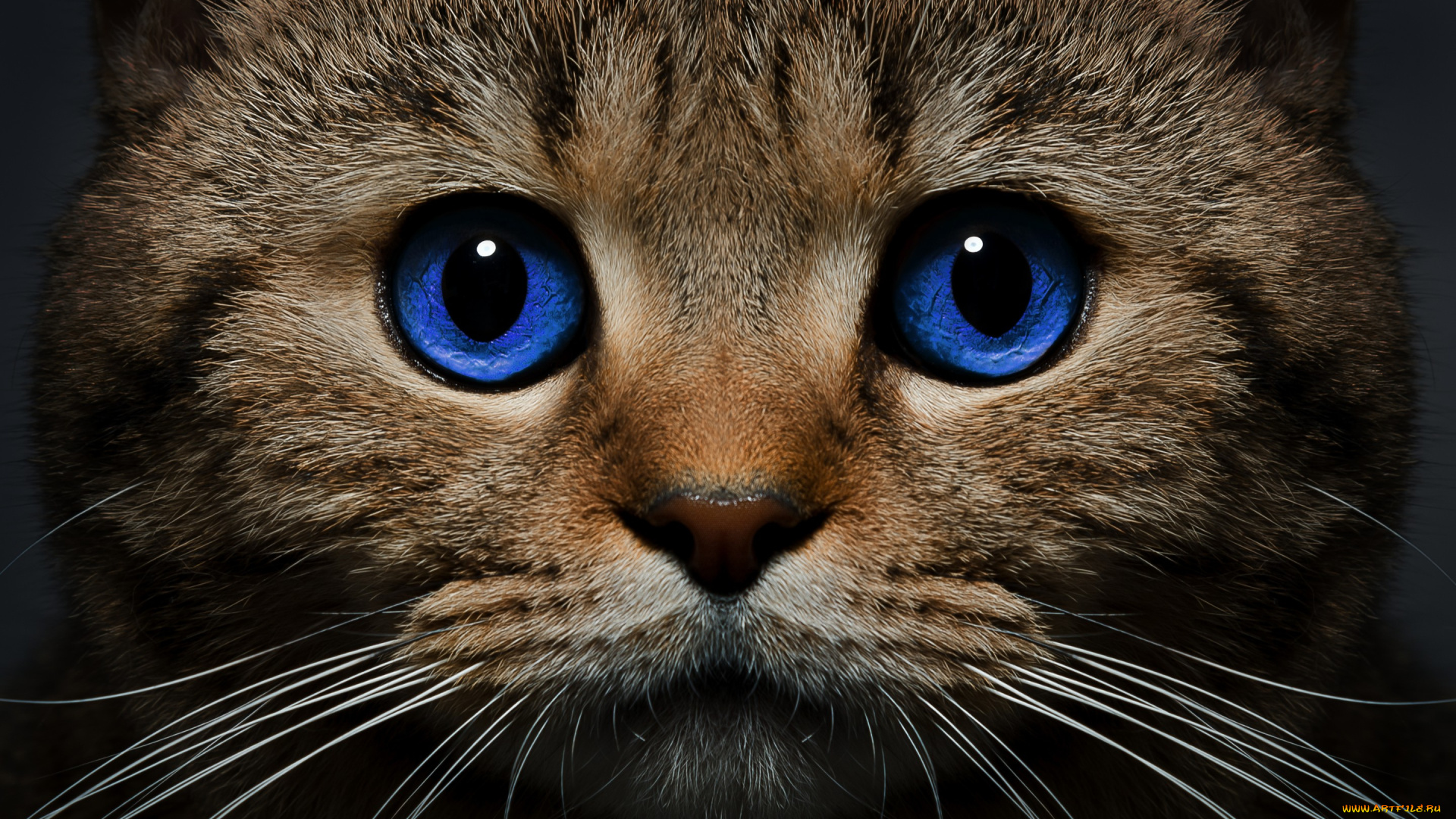 животные, коты, усы, голубые, глаза, взгляд, морда, кошка, кот