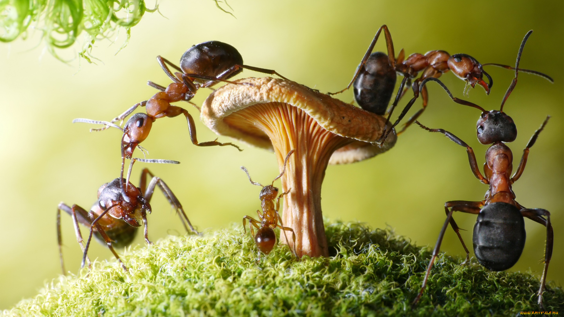 животные, насекомые, мох, гриб, ситуация, муравьи, макро