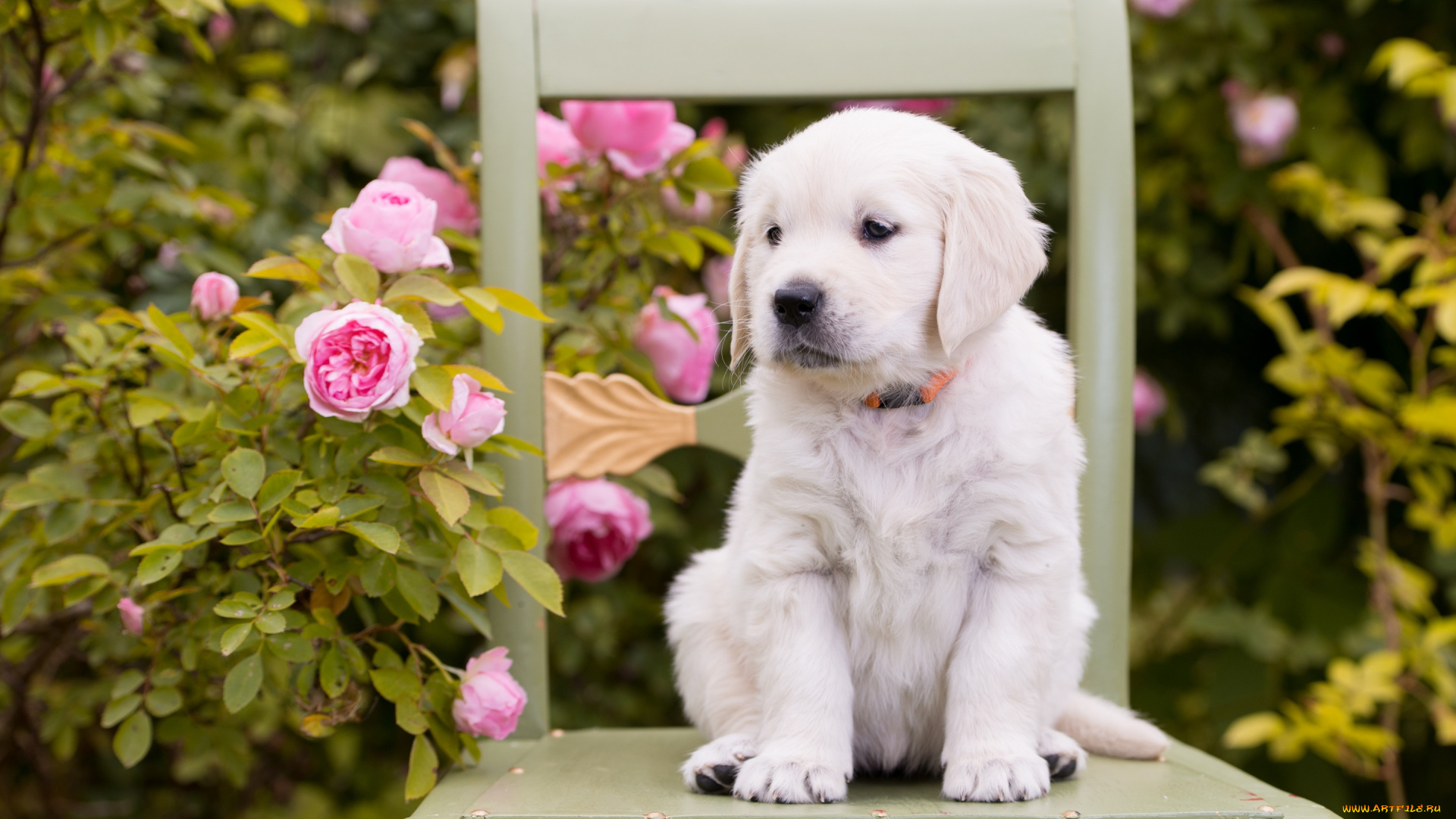животные, собаки, стул, розы, цветы, щенок, собака