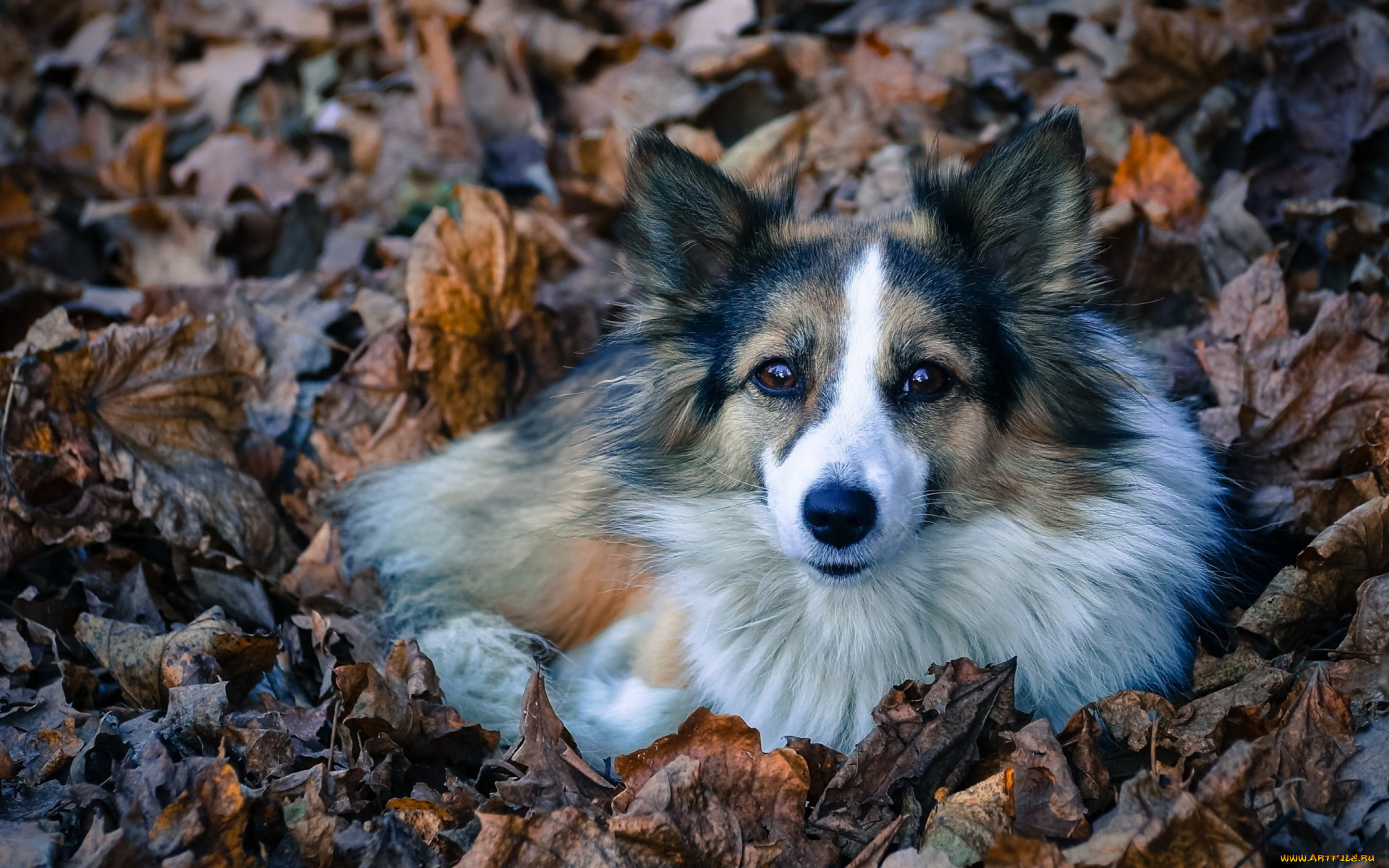 животные, собаки, взгляд, лежит, пес, лохматая, листва, собака, преданность