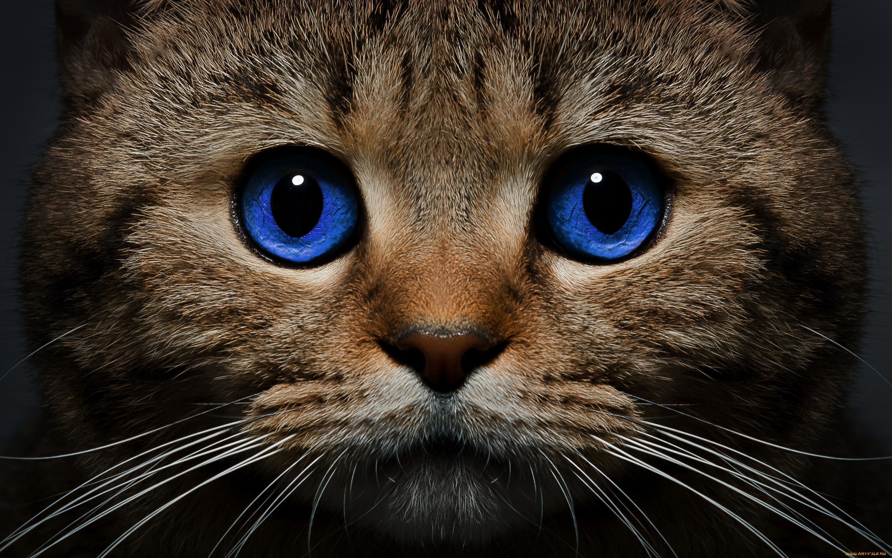 животные, коты, усы, голубые, глаза, взгляд, морда, кошка, кот