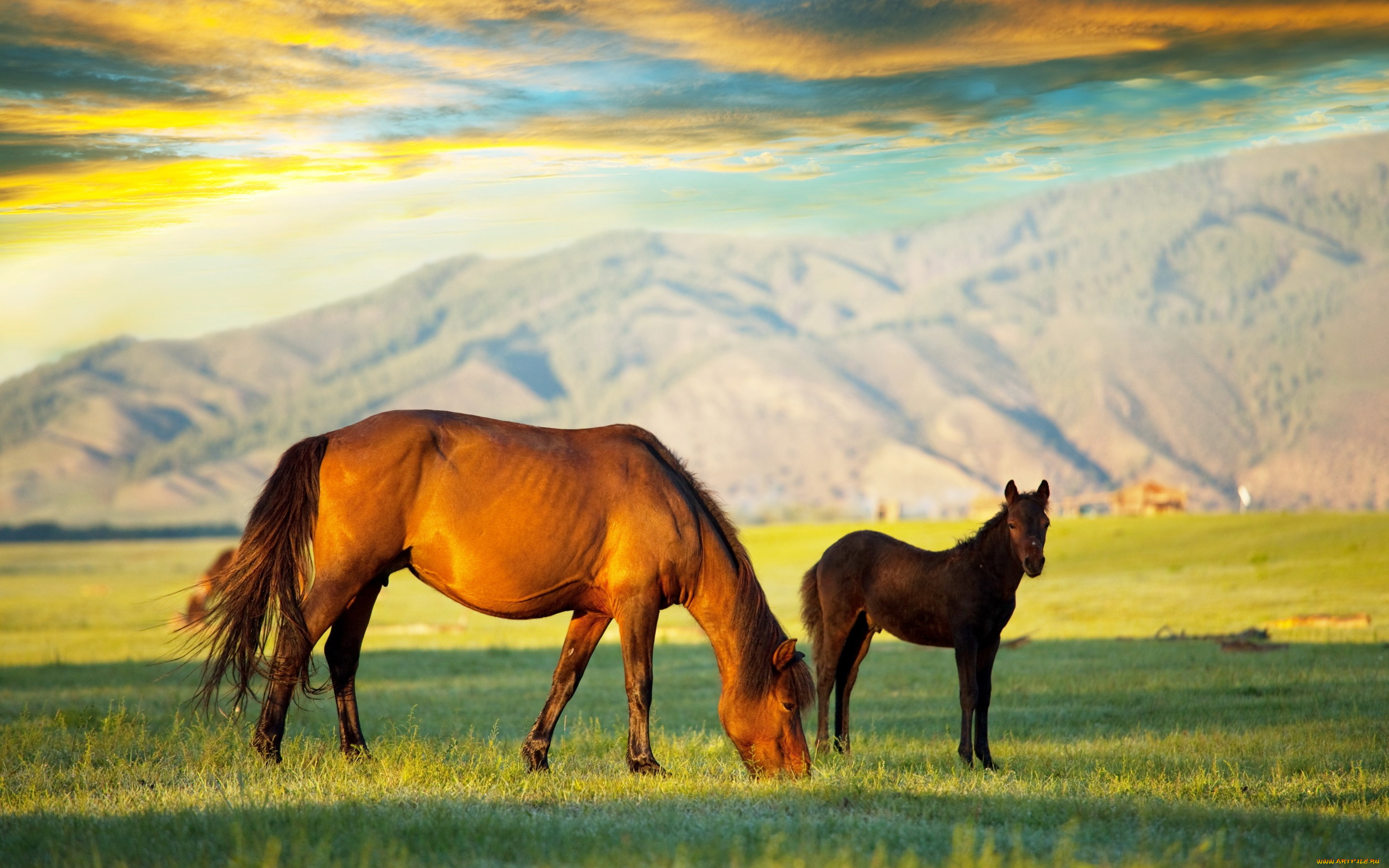 животные, лошади, жеребенок, горы, лошадь, облака, красочно, небо, трава, поле