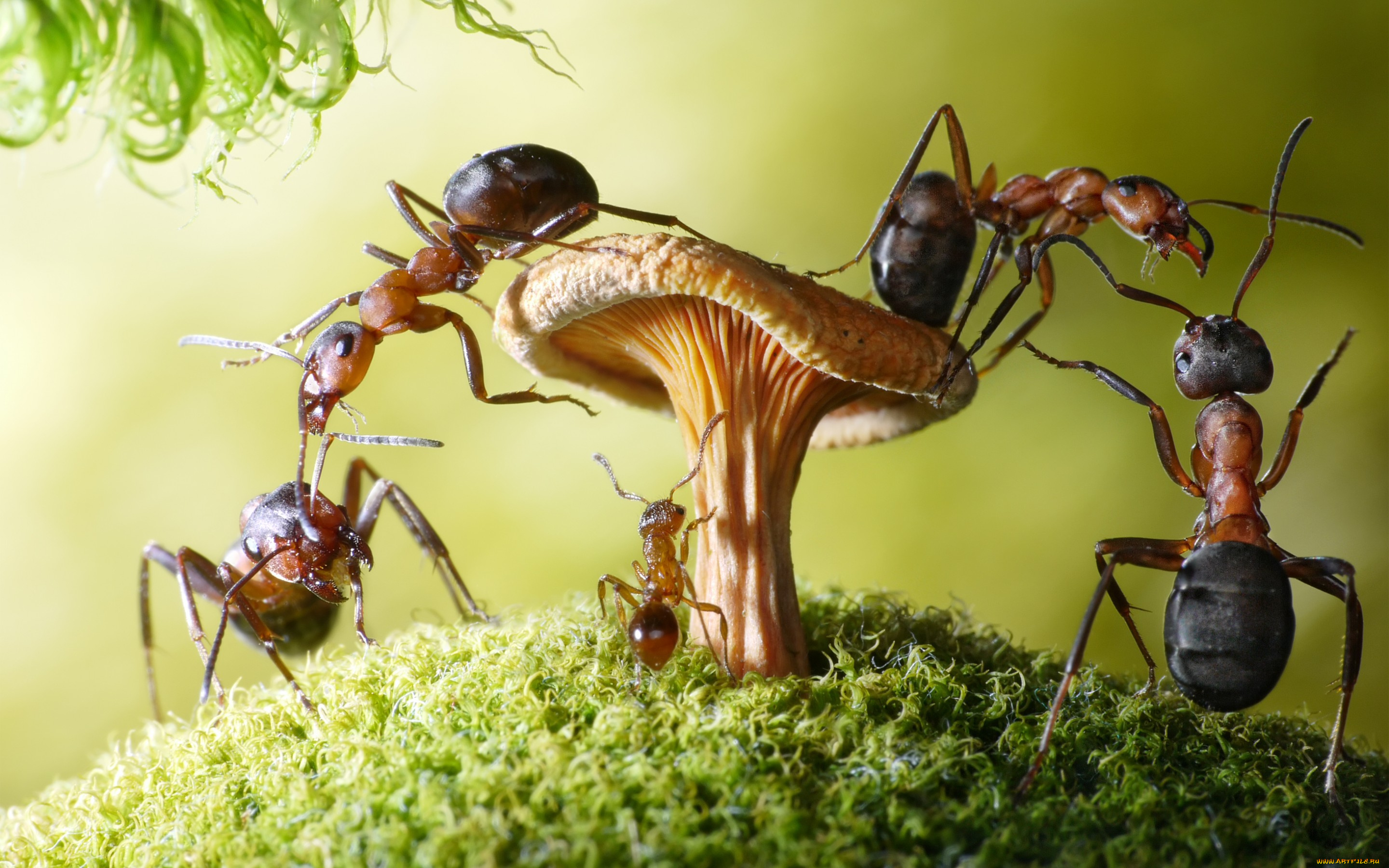животные, насекомые, мох, гриб, ситуация, муравьи, макро