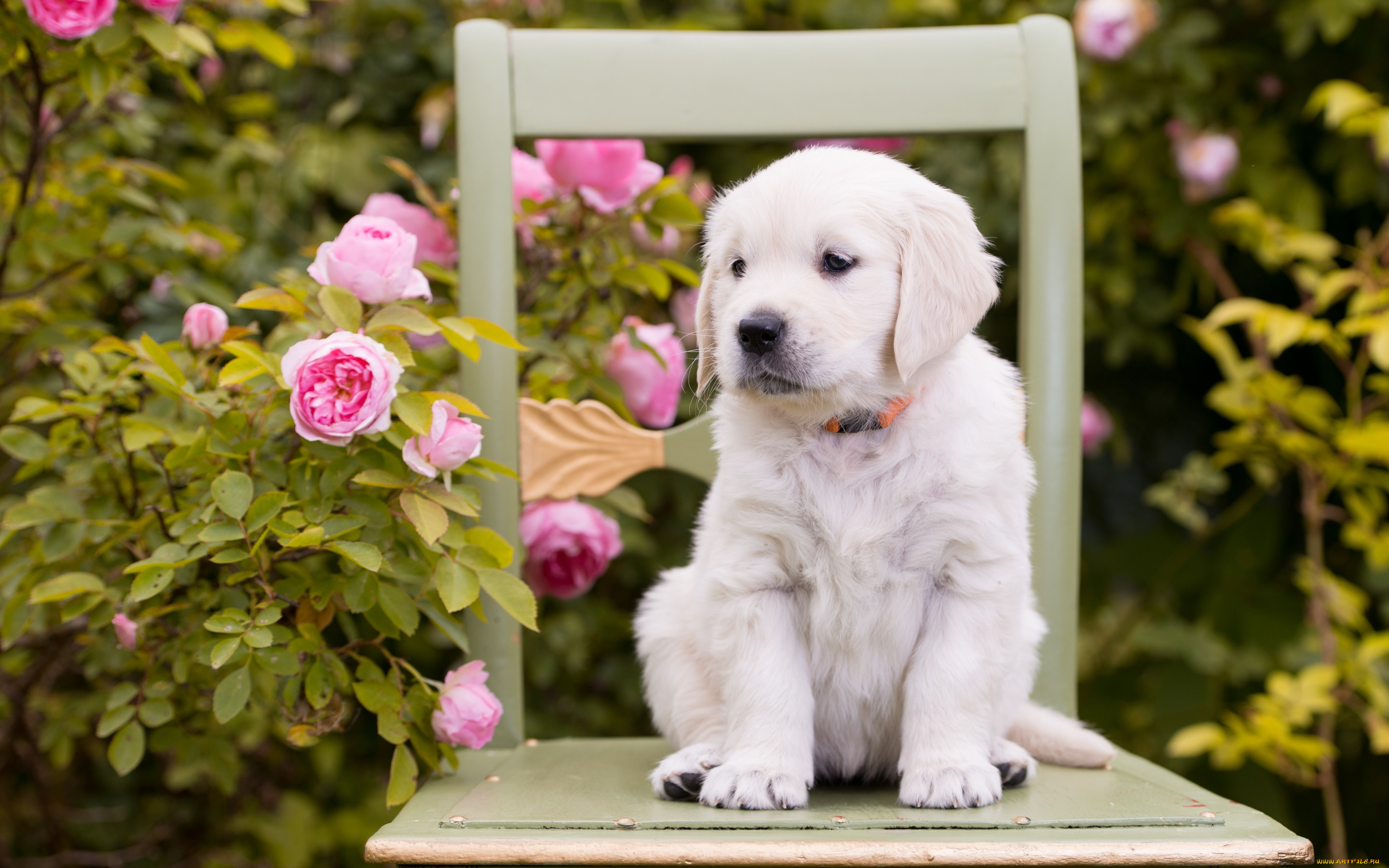 животные, собаки, стул, розы, цветы, щенок, собака