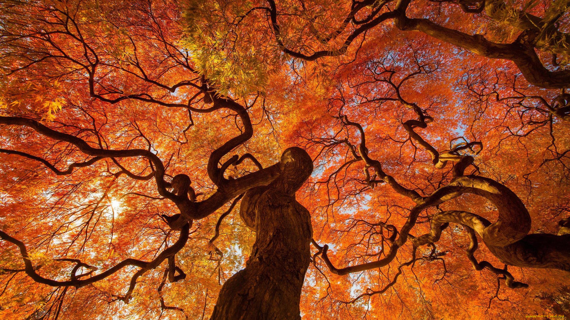 природа, деревья, осень, дерево, япония
