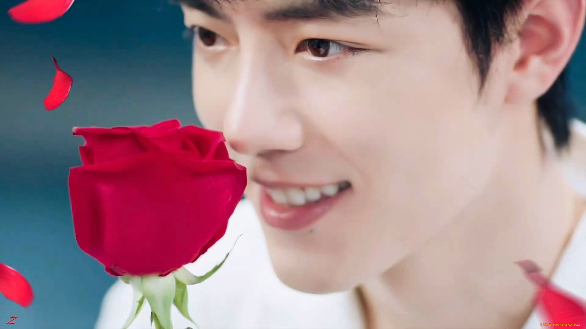 мужчины, xiao, zhan, актер, лицо, роза, цветок
