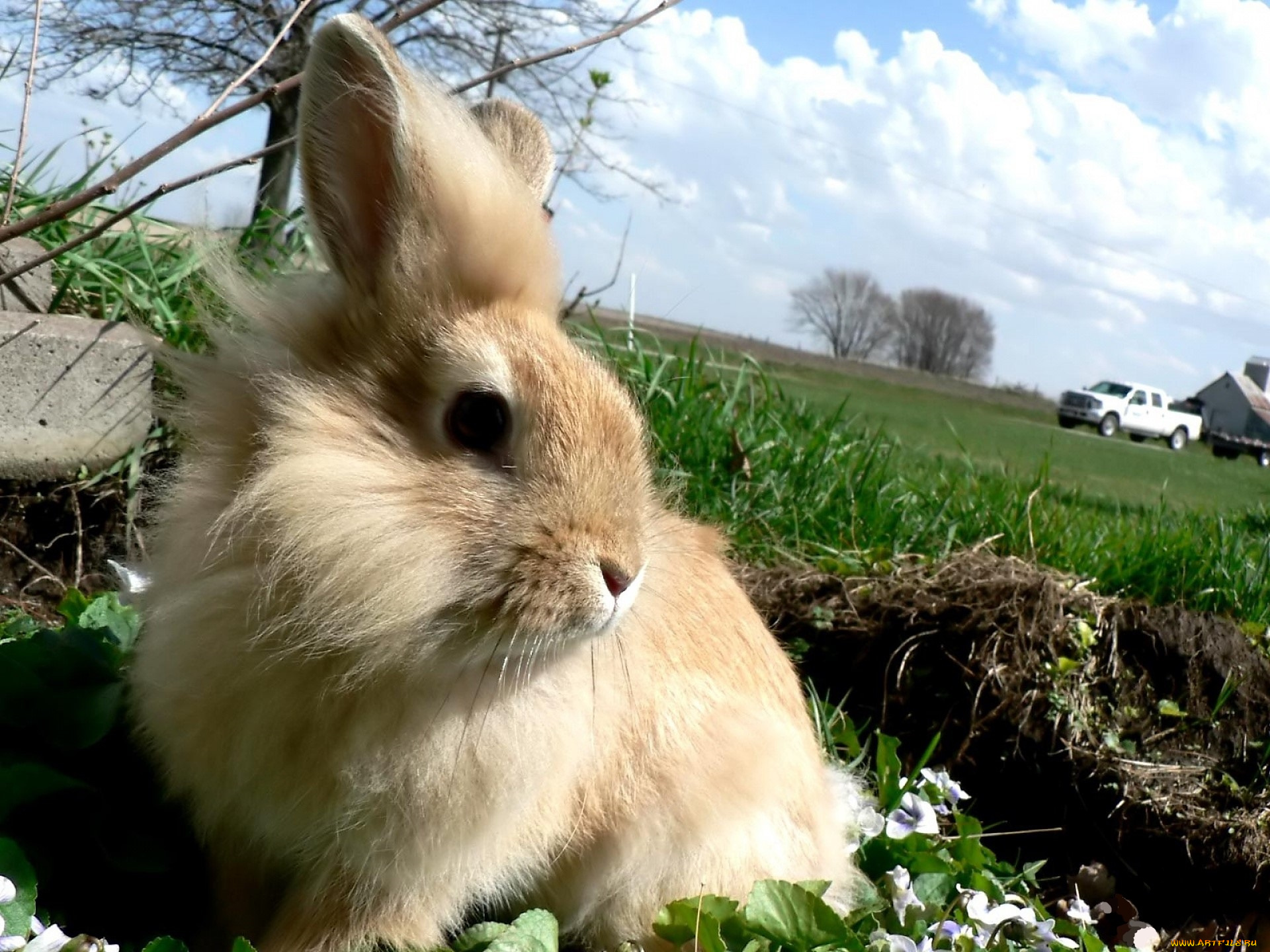 животные, кролики, , зайцы, кролик, лужайка