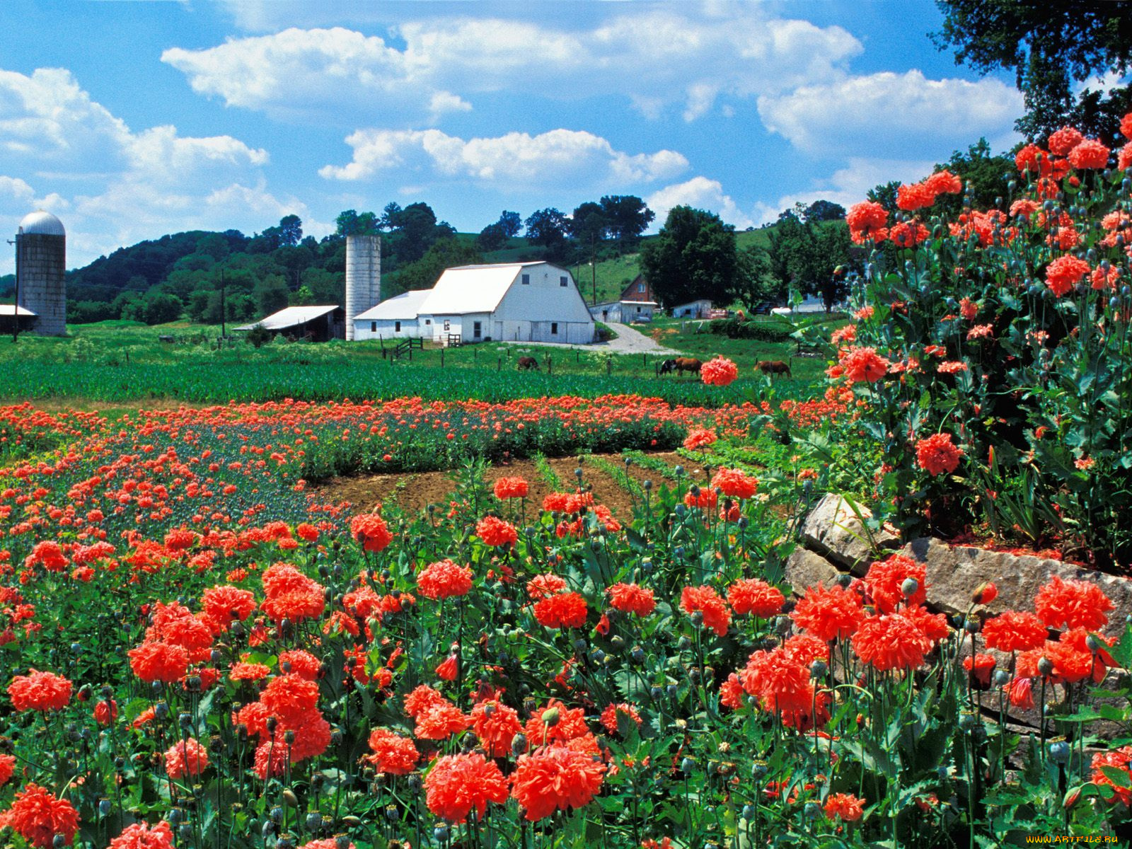 farm, and, poppies, bardstown, kentucky, города