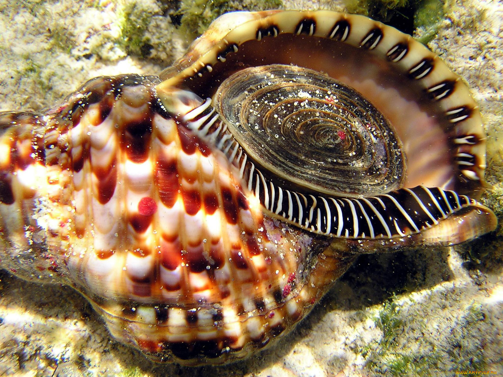 triton, shell, on, the, reef, животные, морская, фауна