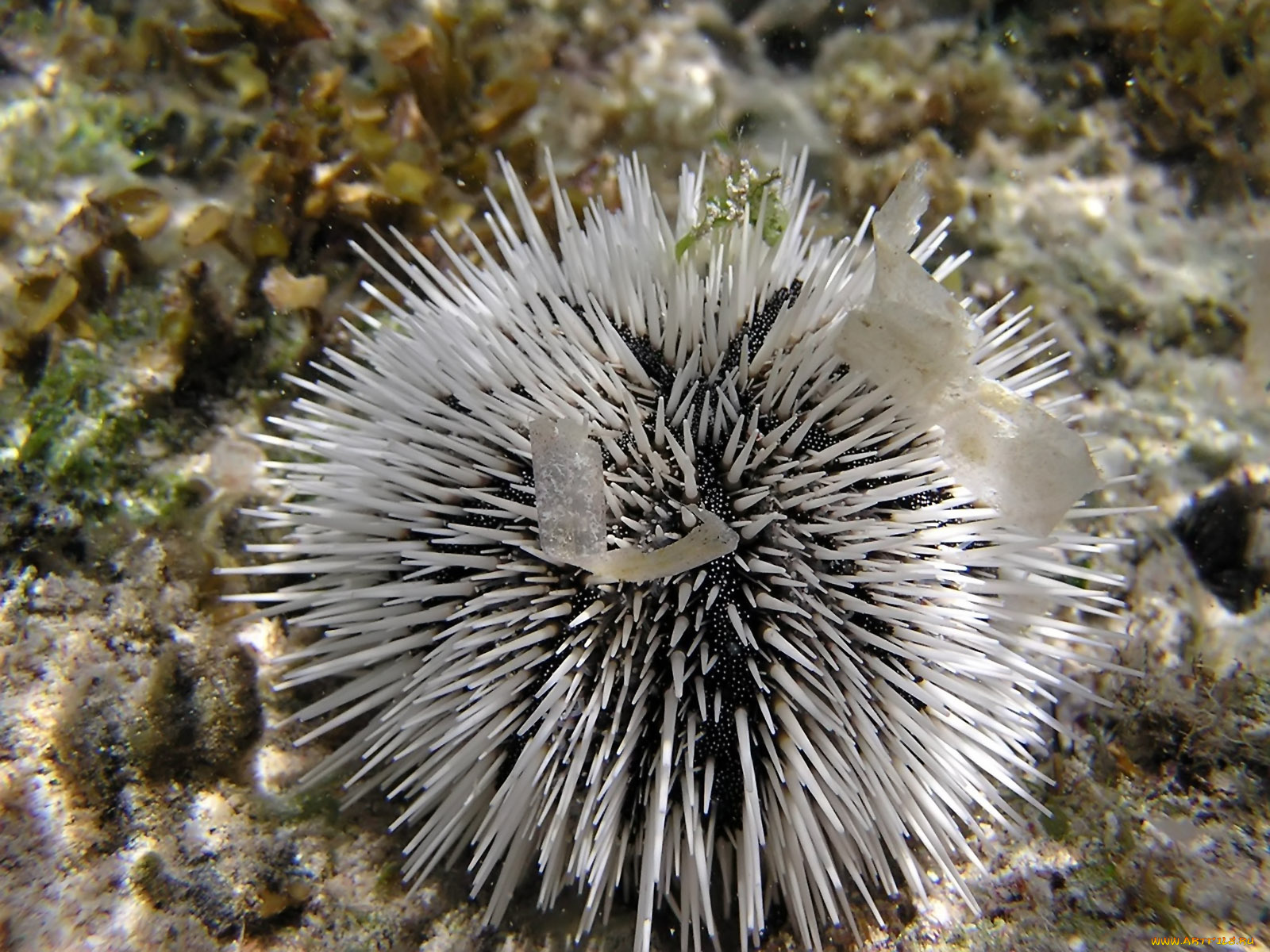 white, sea, urchin, животные, морская, фауна