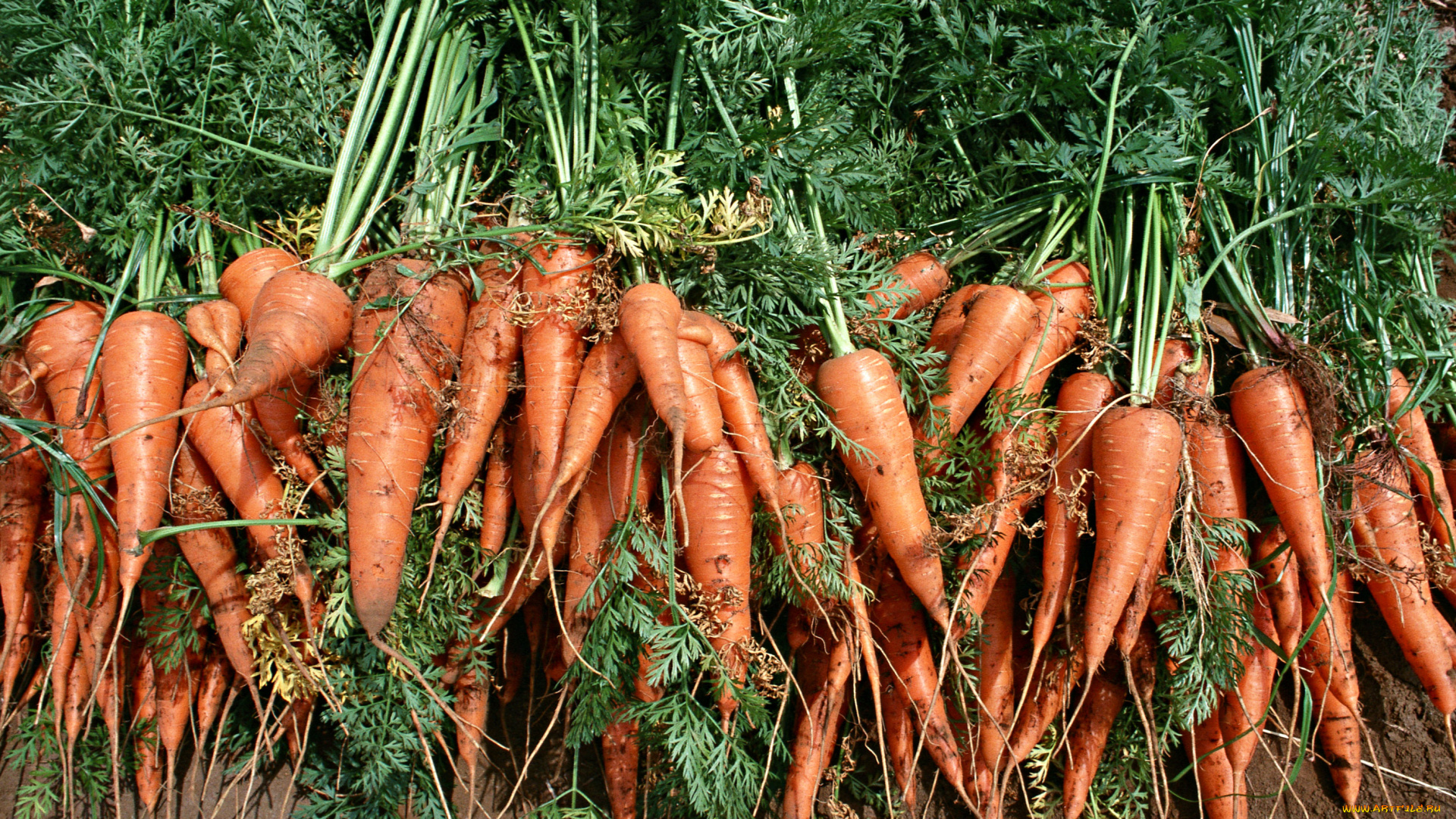 еда, морковь, свежая, сочная, вкусная