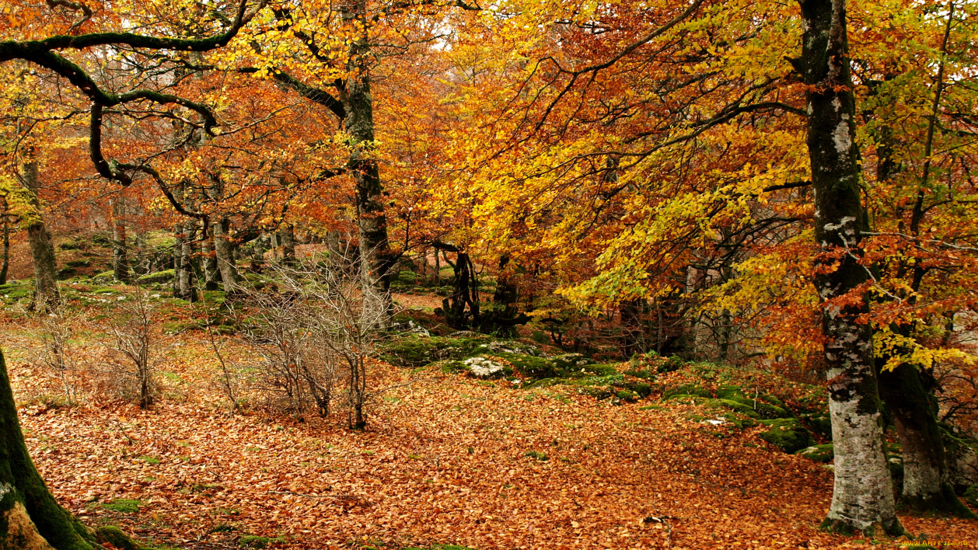 испания, наварра, природа, лес, осень