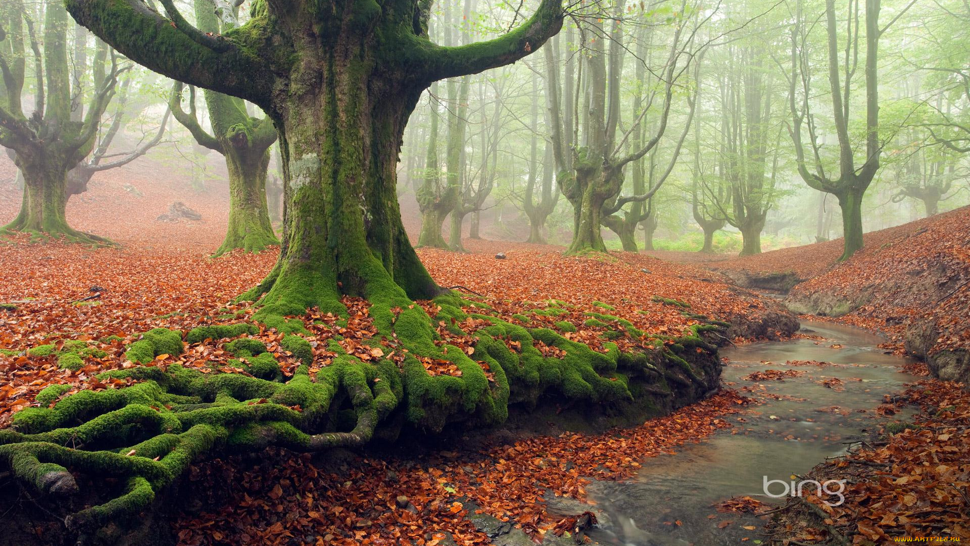 природа, лес, туман, река