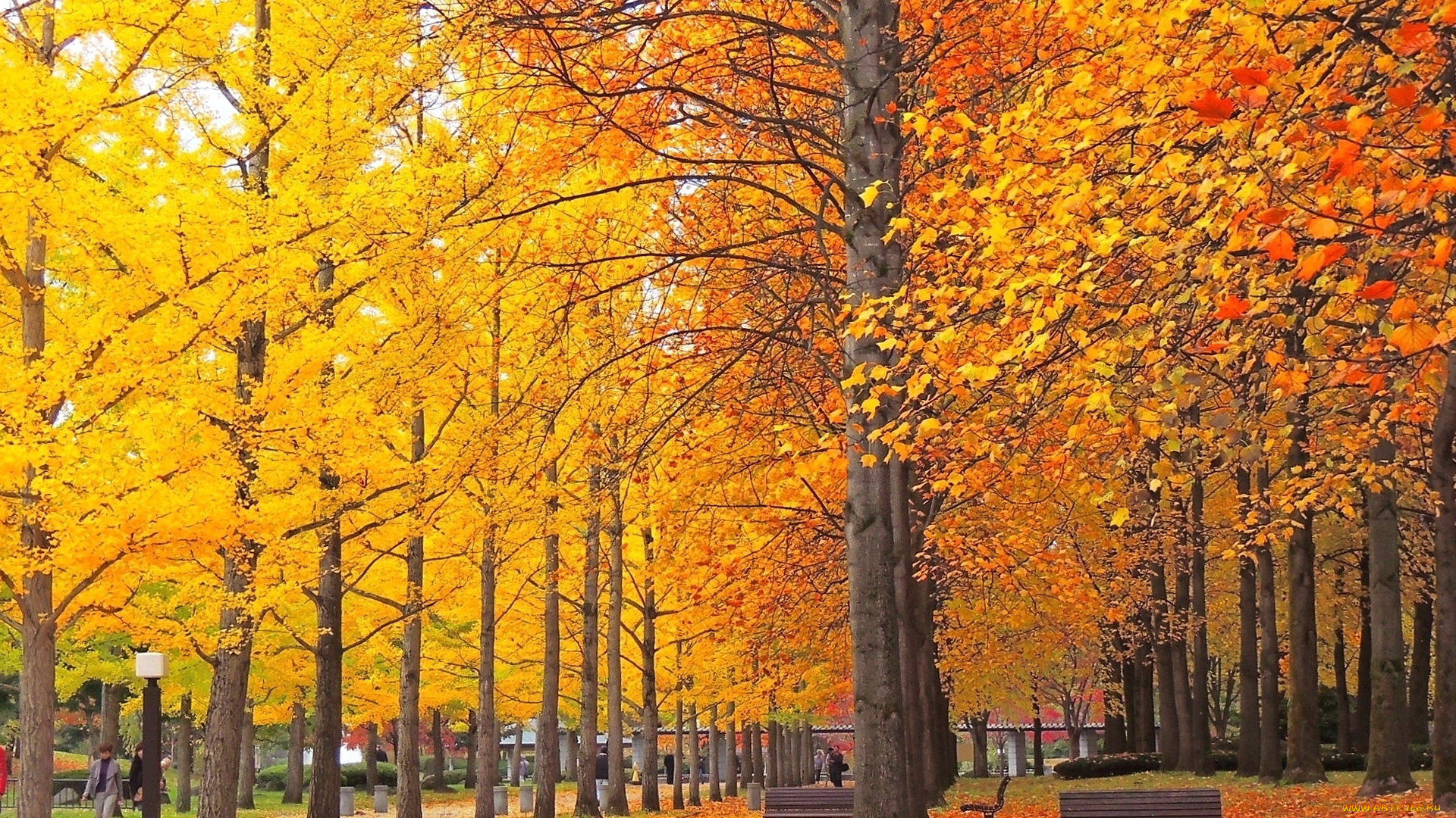 природа, парк, деревья, осень