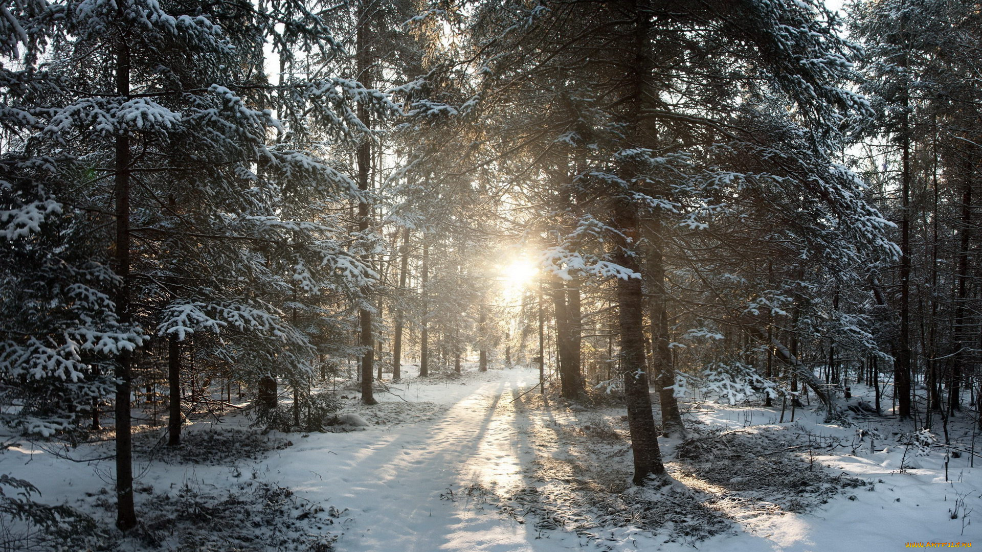 природа, зима, лучи, снег, лес