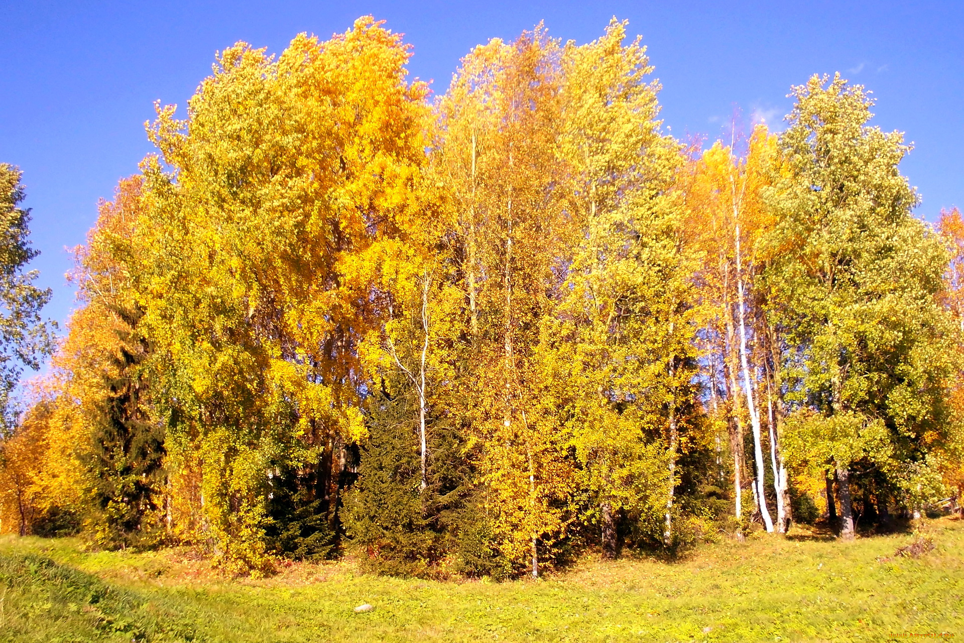 природа, деревья, осень, поляна
