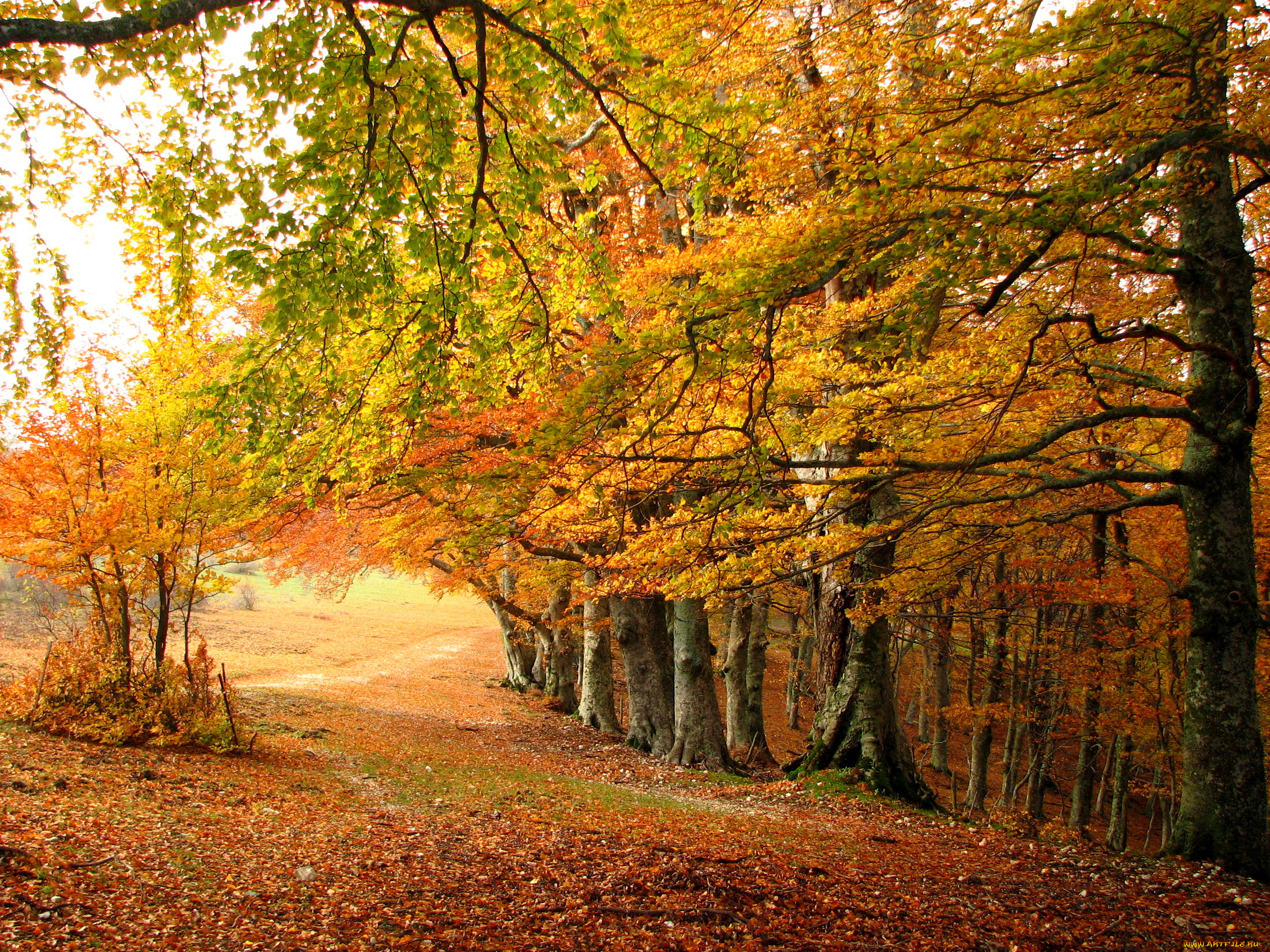 природа, деревья, осень, лес