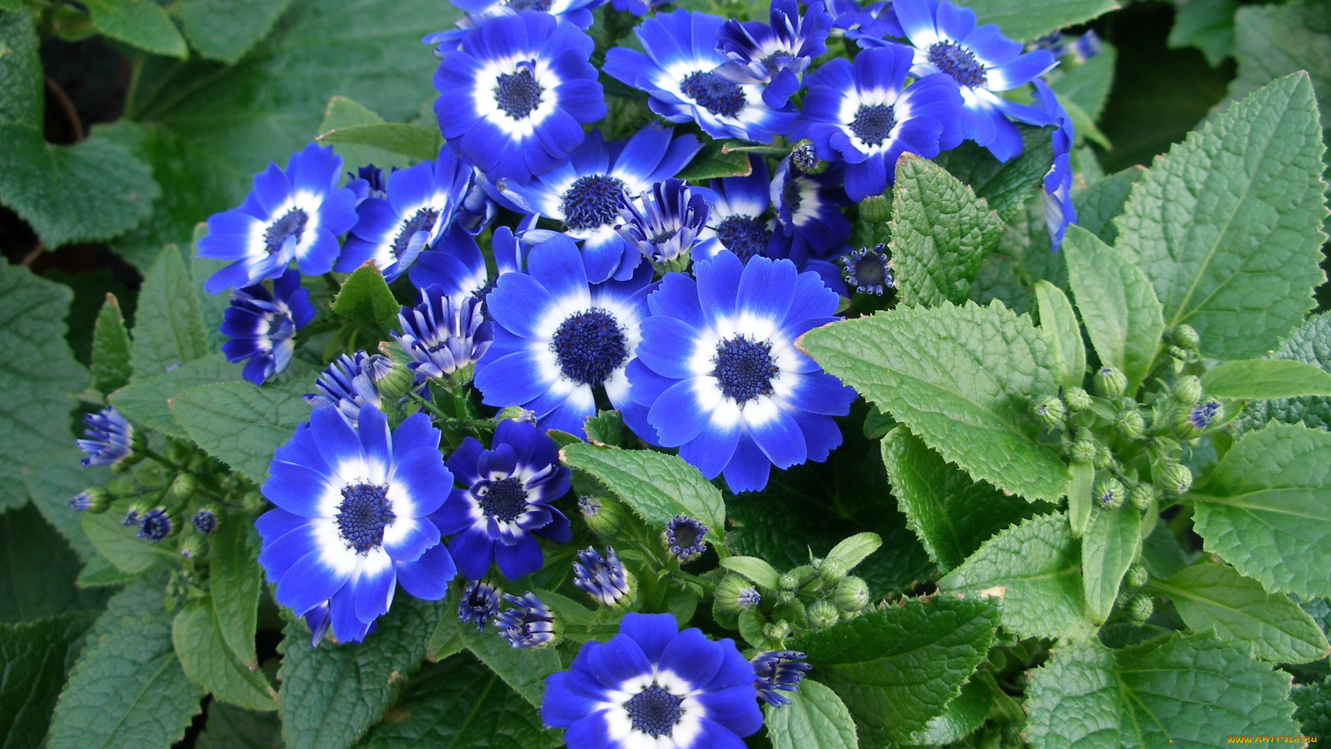 цветы, цинерария, синий