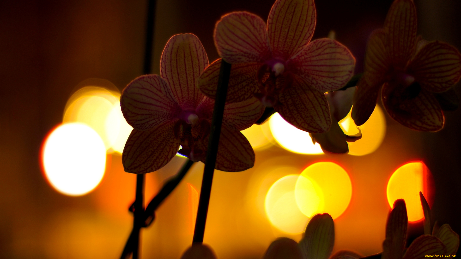 цветы, орхидеи, огни, ночь, орхидея, фаленопсис, ветка