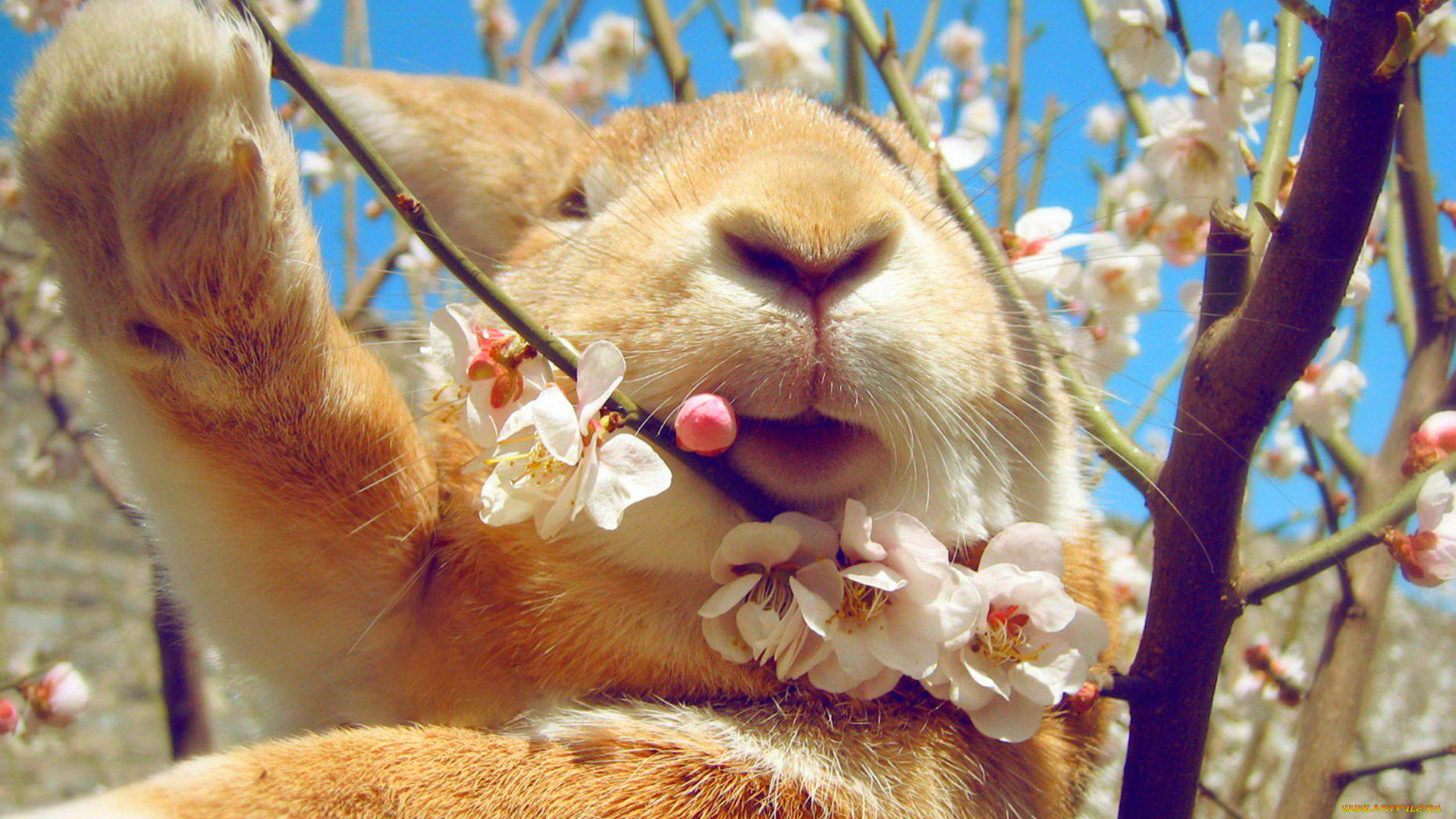 животные, кролики, , зайцы, цветение, весна, небо, кролик