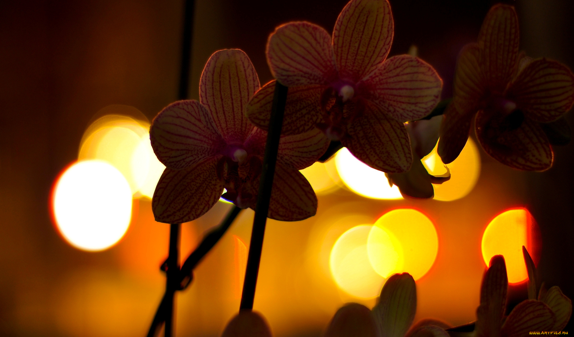 цветы, орхидеи, огни, ночь, орхидея, фаленопсис, ветка