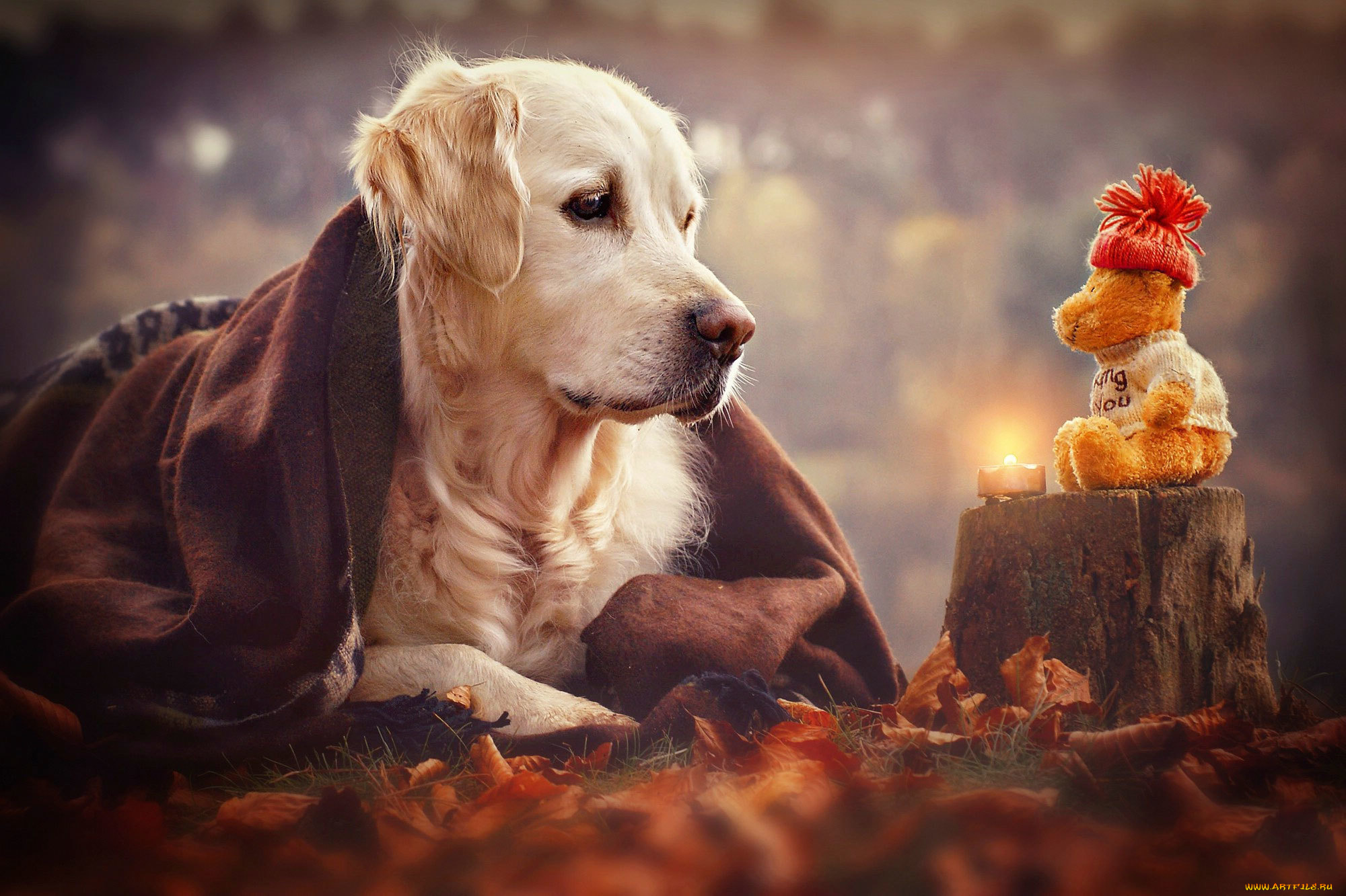 Собака и ее душа. Золотистый ретривер. Лабрадор ретривер. Художественные фото собак.