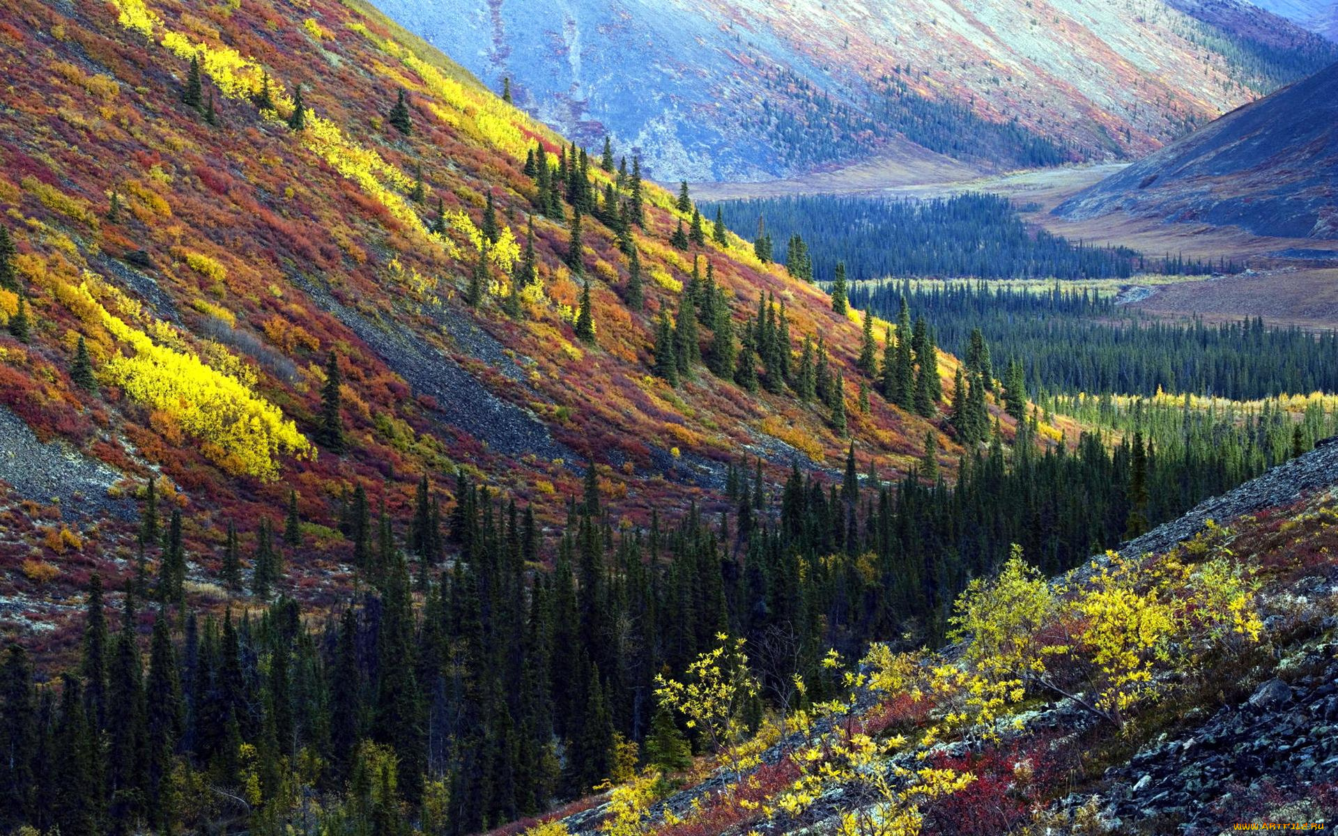 природа, горы, сопки, лес, деревья, осень, склоны
